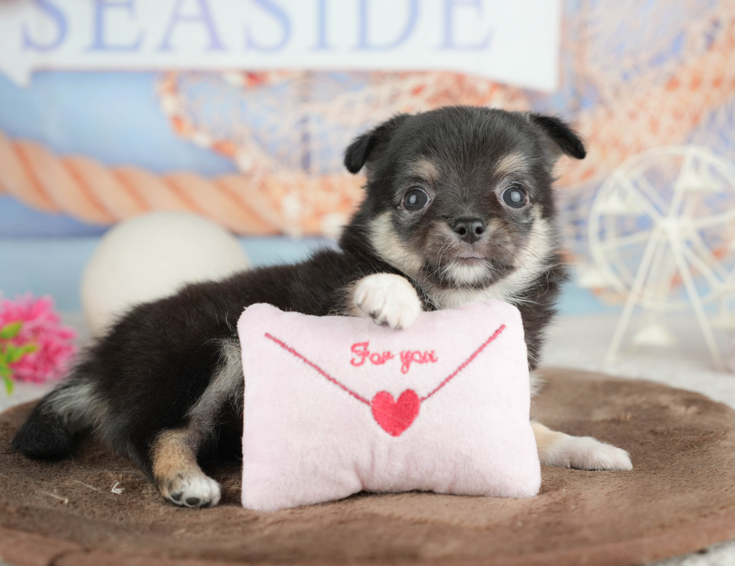 チワワ(ロング) | 女の子 | ブラックタン＆ホワイト | 2026年1月18日