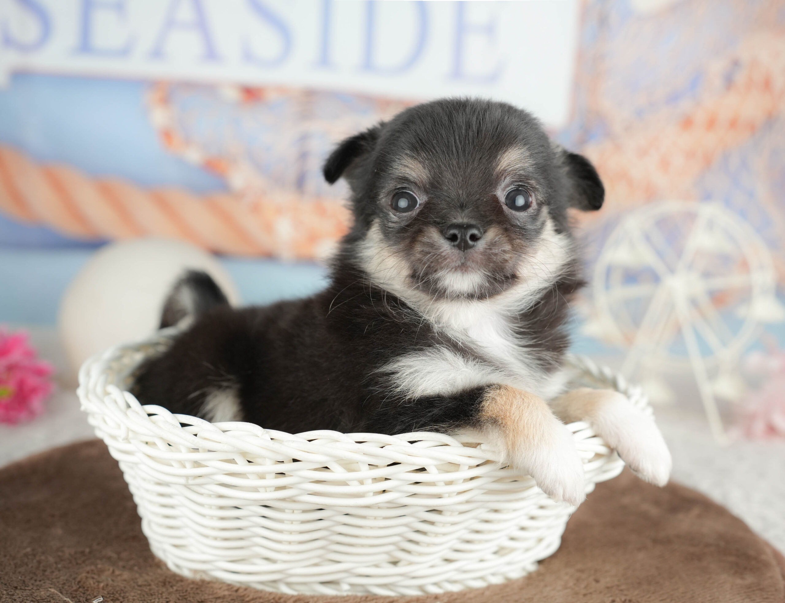 チワワ(ロング) | 女の子 | ブラックタン＆ホワイト | 2026年1月18日