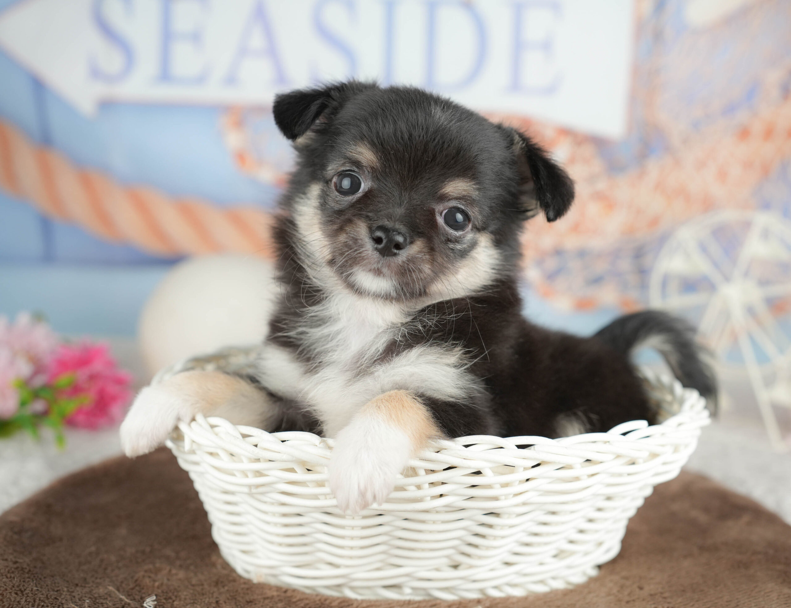 チワワ(ロング) | 女の子 | ブラックタン＆ホワイト | 2026年1月18日