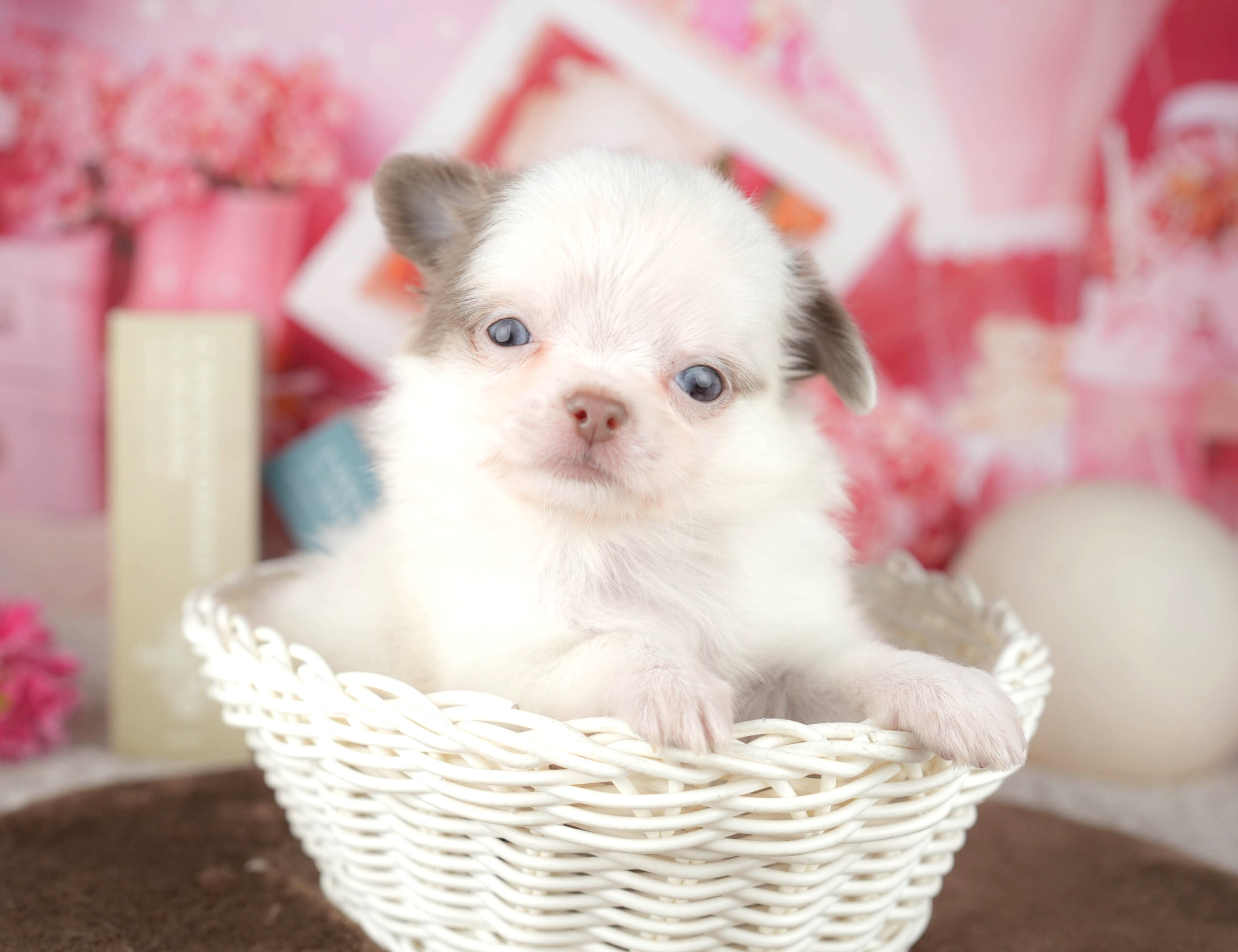 チワワ(ロング) | 男の子 | イザベラホワイト | 2026年1月18日（ID:dog-200015178）