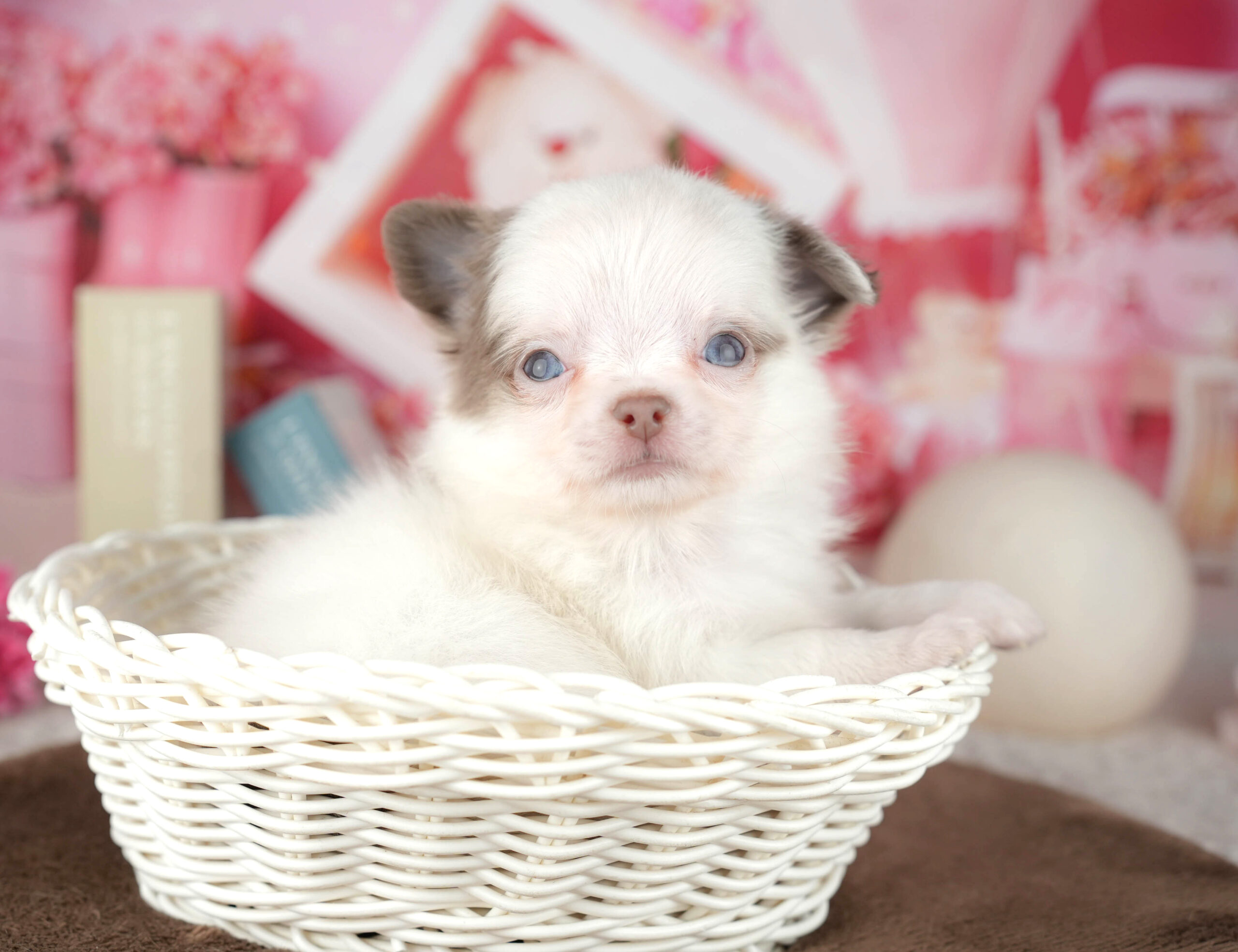 チワワ(ロング) | 男の子 | イザベラホワイト | 2026年1月18日（ID:dog-200015178）