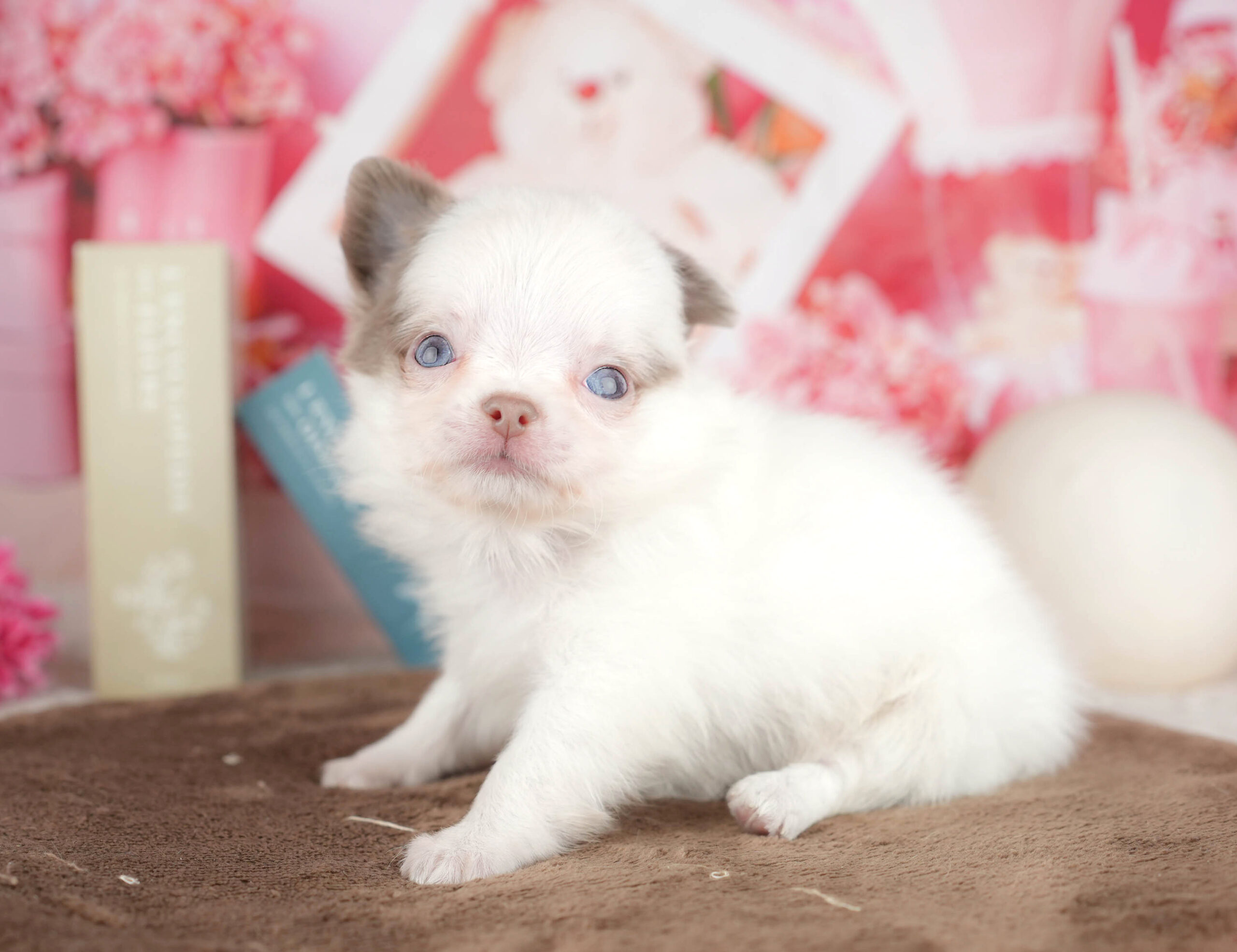 チワワ(ロング) | 男の子 | イザベラホワイト | 2026年1月18日（ID:dog-200015178）