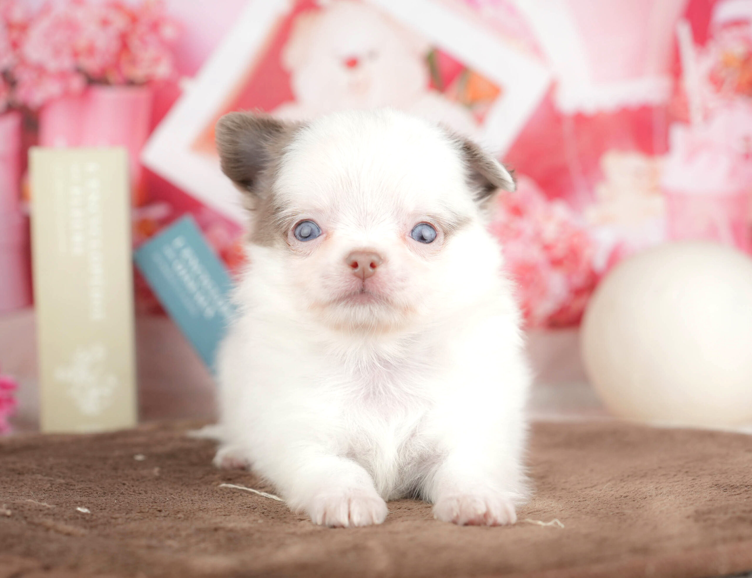 チワワ(ロング) | 男の子 | イザベラホワイト | 2026年1月18日（ID:dog-200015178）