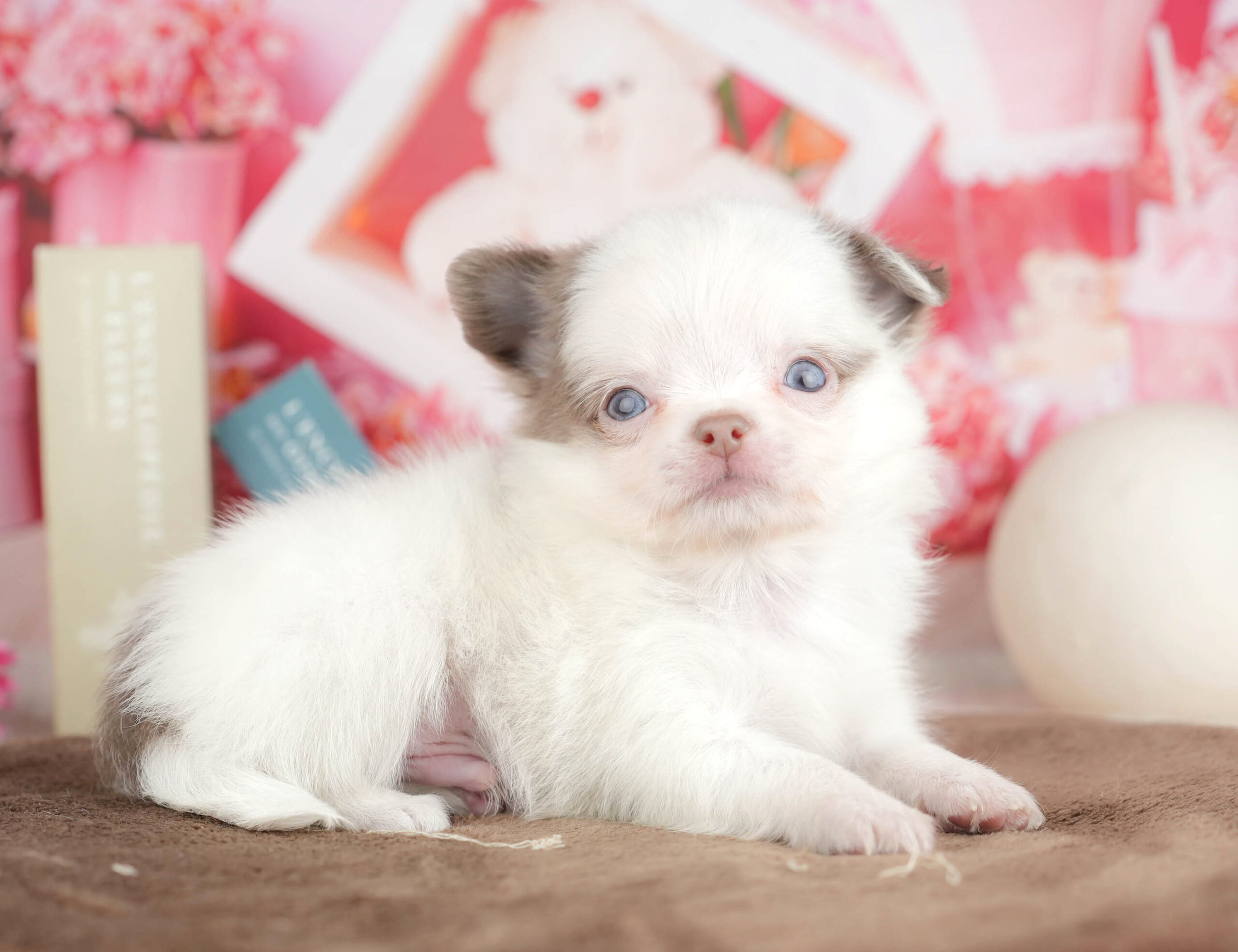 チワワ(ロング) | 男の子 | イザベラホワイト | 2026年1月18日（ID:dog-200015178）