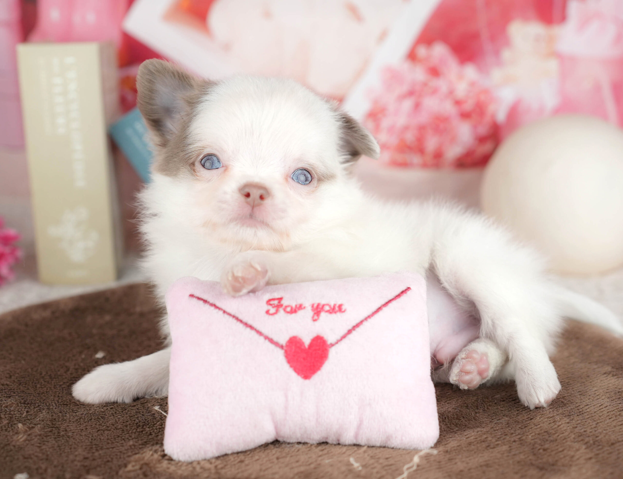 チワワ(ロング) | 男の子 | イザベラホワイト | 2026年1月18日（ID:dog-200015178）