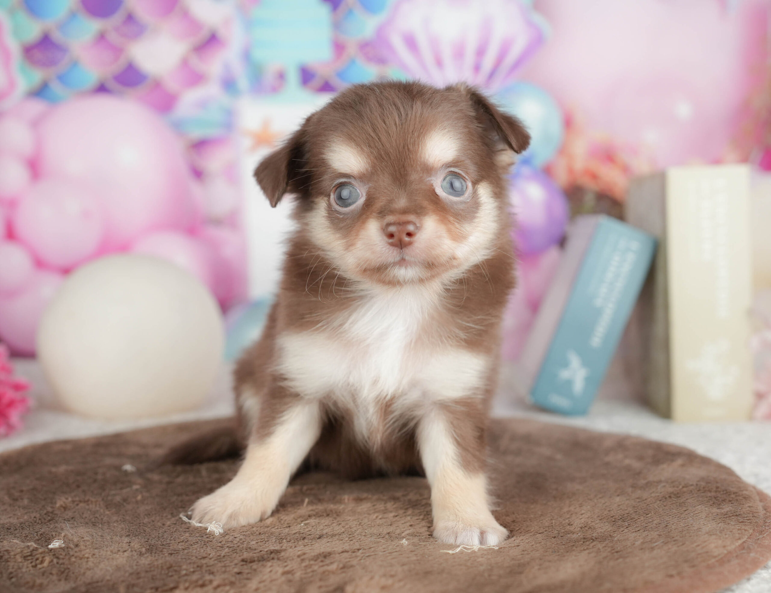 チワワ(ロング) | 男の子 | チョコレートタン＆ホワイト | 2026年1月18日