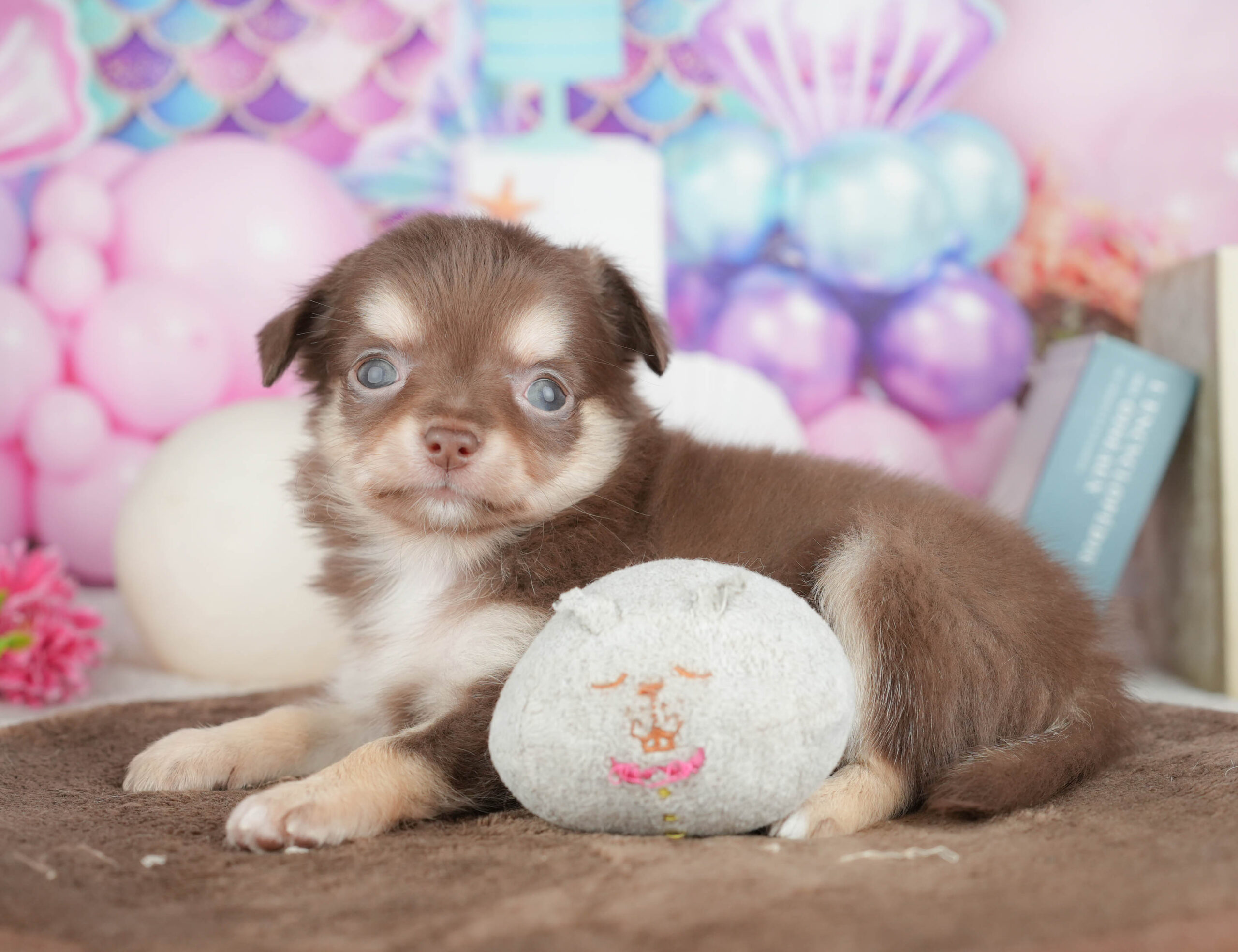 チワワ(ロング) | 男の子 | チョコレートタン＆ホワイト | 2026年1月18日