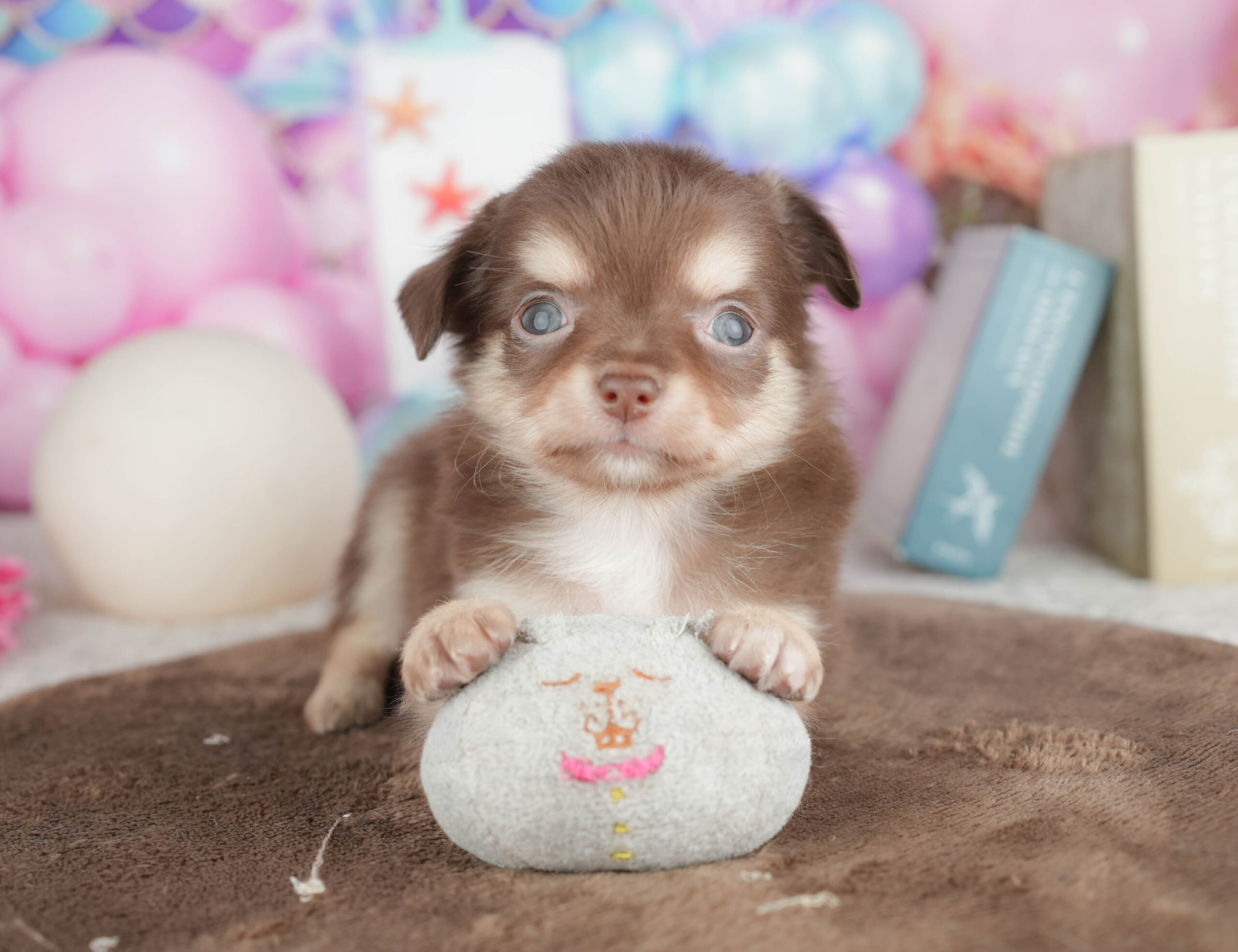 チワワ(ロング) | 男の子 | チョコレートタン＆ホワイト | 2026年1月18日
