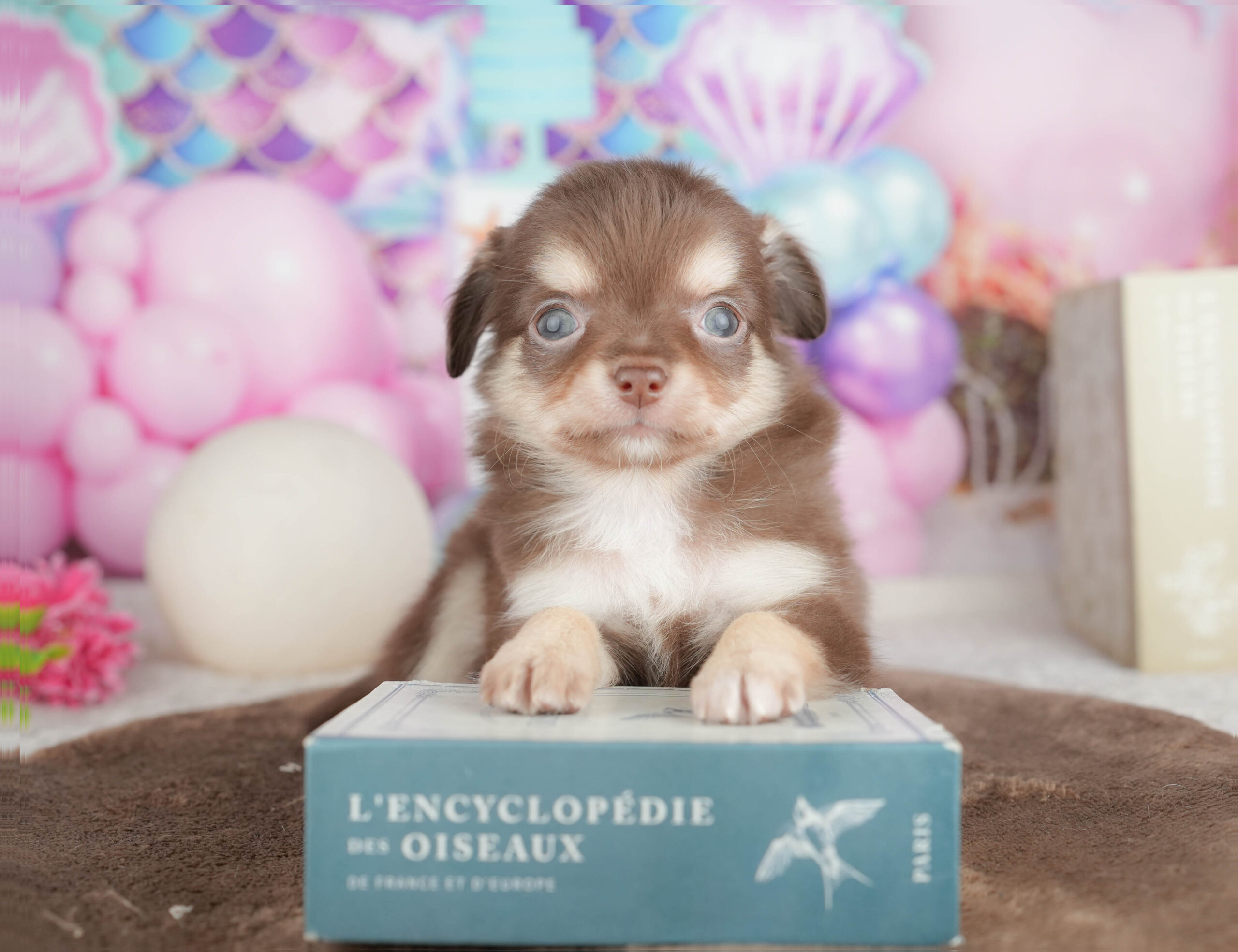 チワワ(ロング) | 男の子 | チョコレートタン＆ホワイト | 2026年1月18日