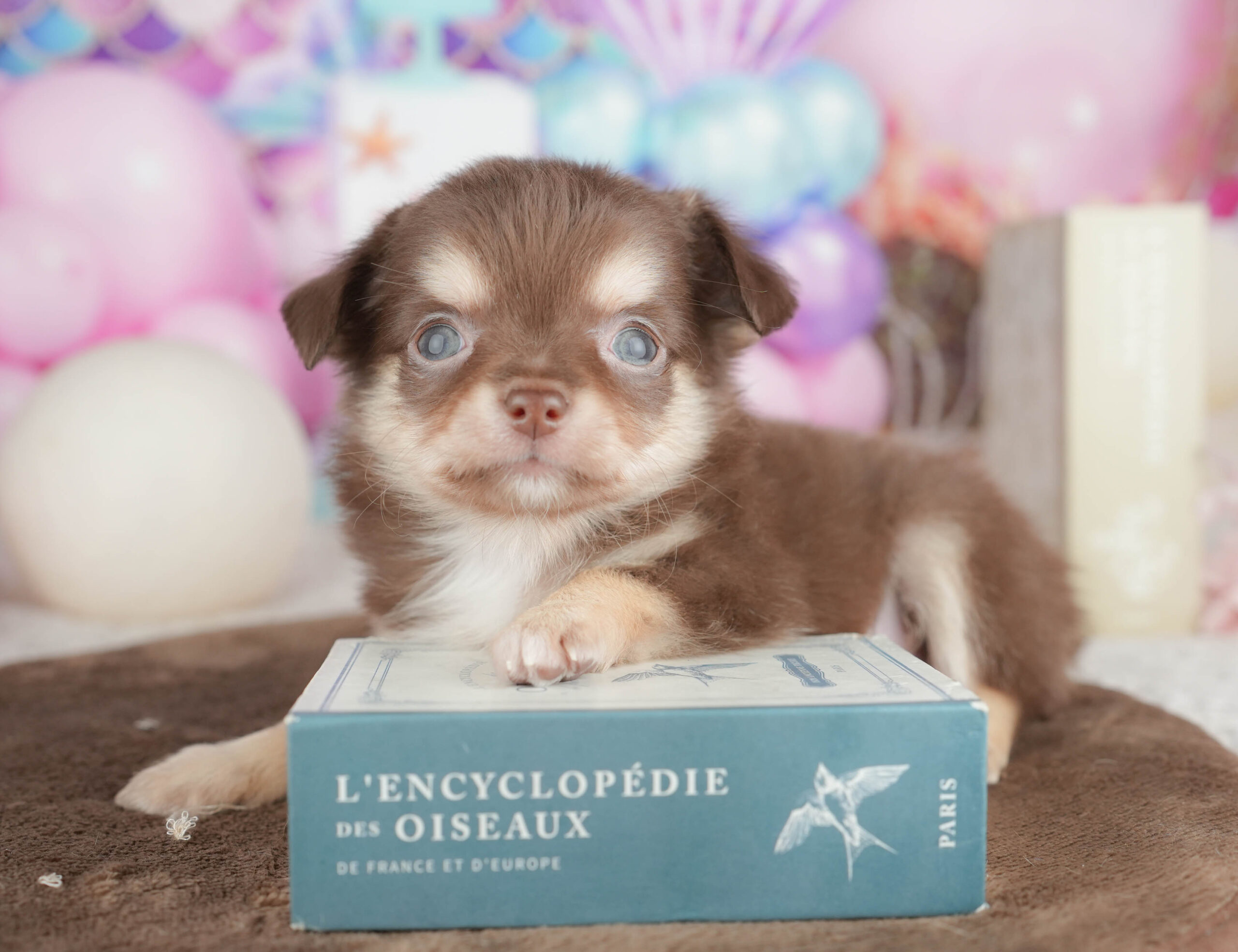 チワワ(ロング) | 男の子 | チョコレートタン＆ホワイト | 2026年1月18日