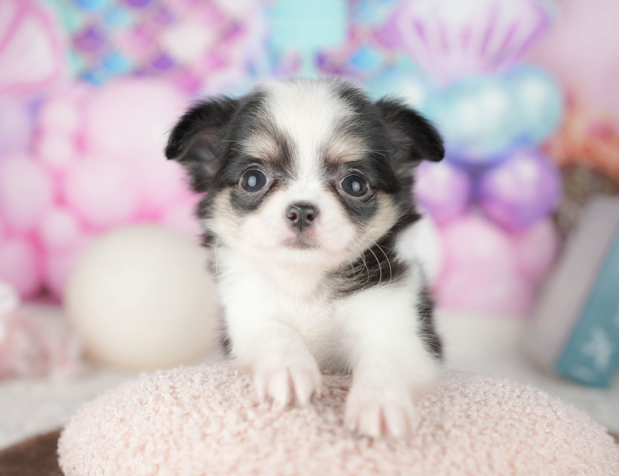 チワワ(ロング) | 女の子 | ブラックタン＆ホワイト | 2026年1月18日