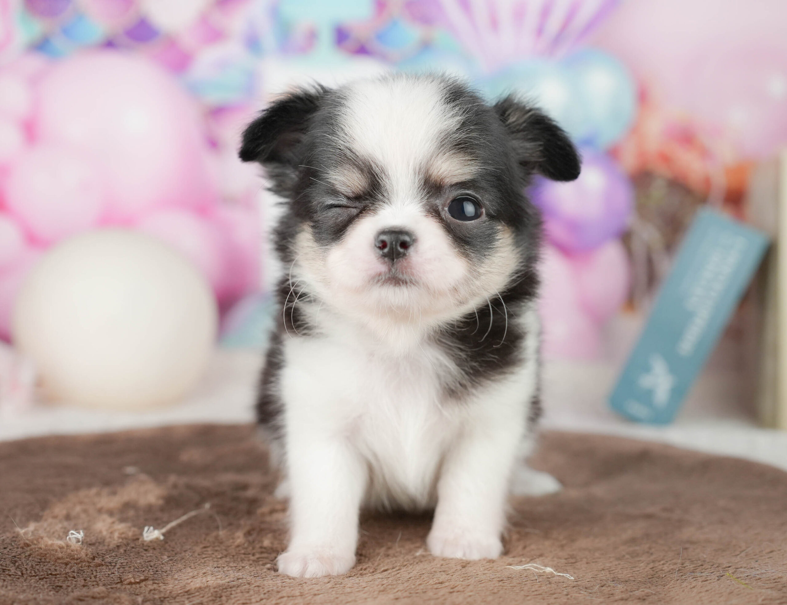 チワワ(ロング) | 女の子 | ブラックタン＆ホワイト | 2026年1月18日