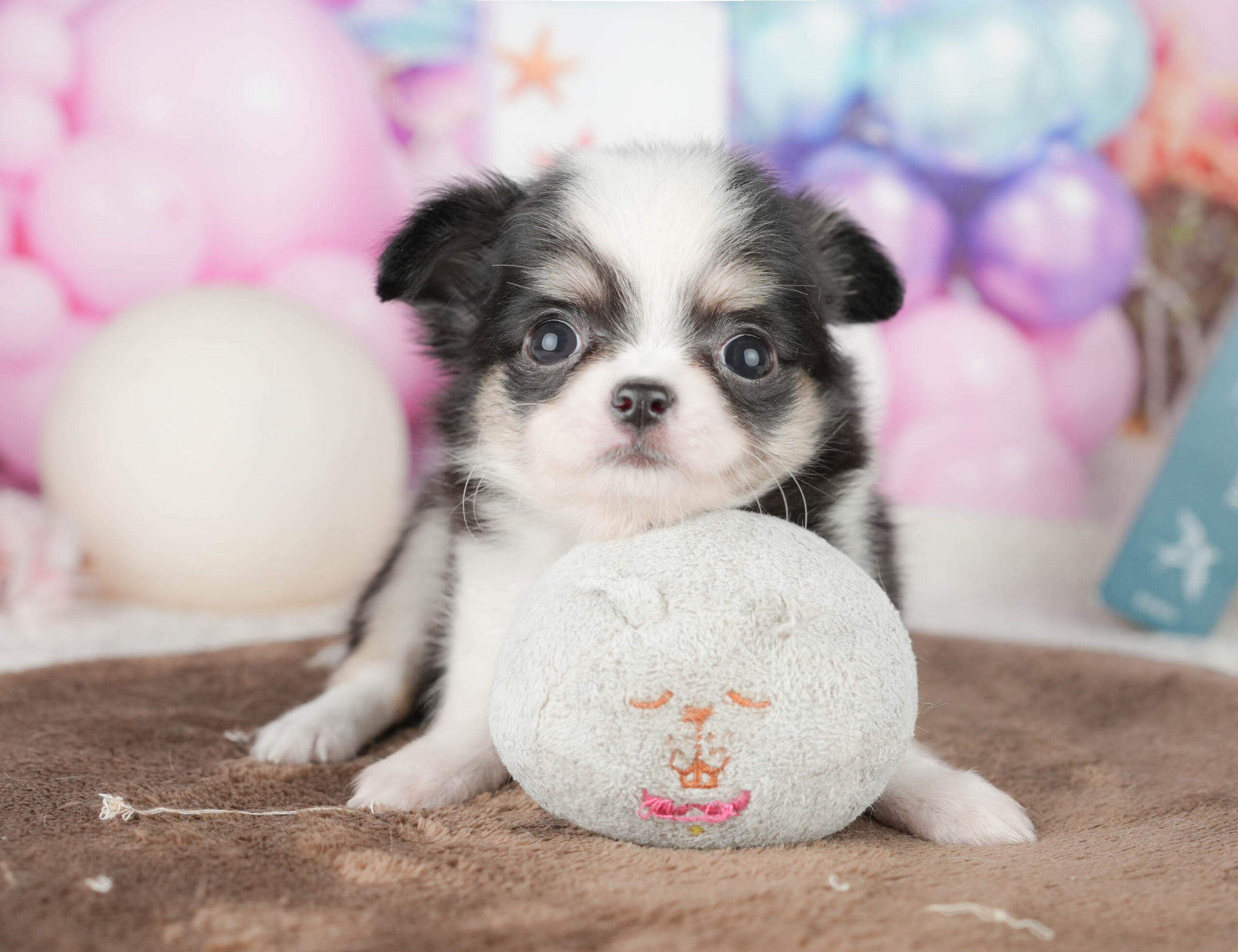 チワワ(ロング) | 女の子 | ブラックタン＆ホワイト | 2026年1月18日