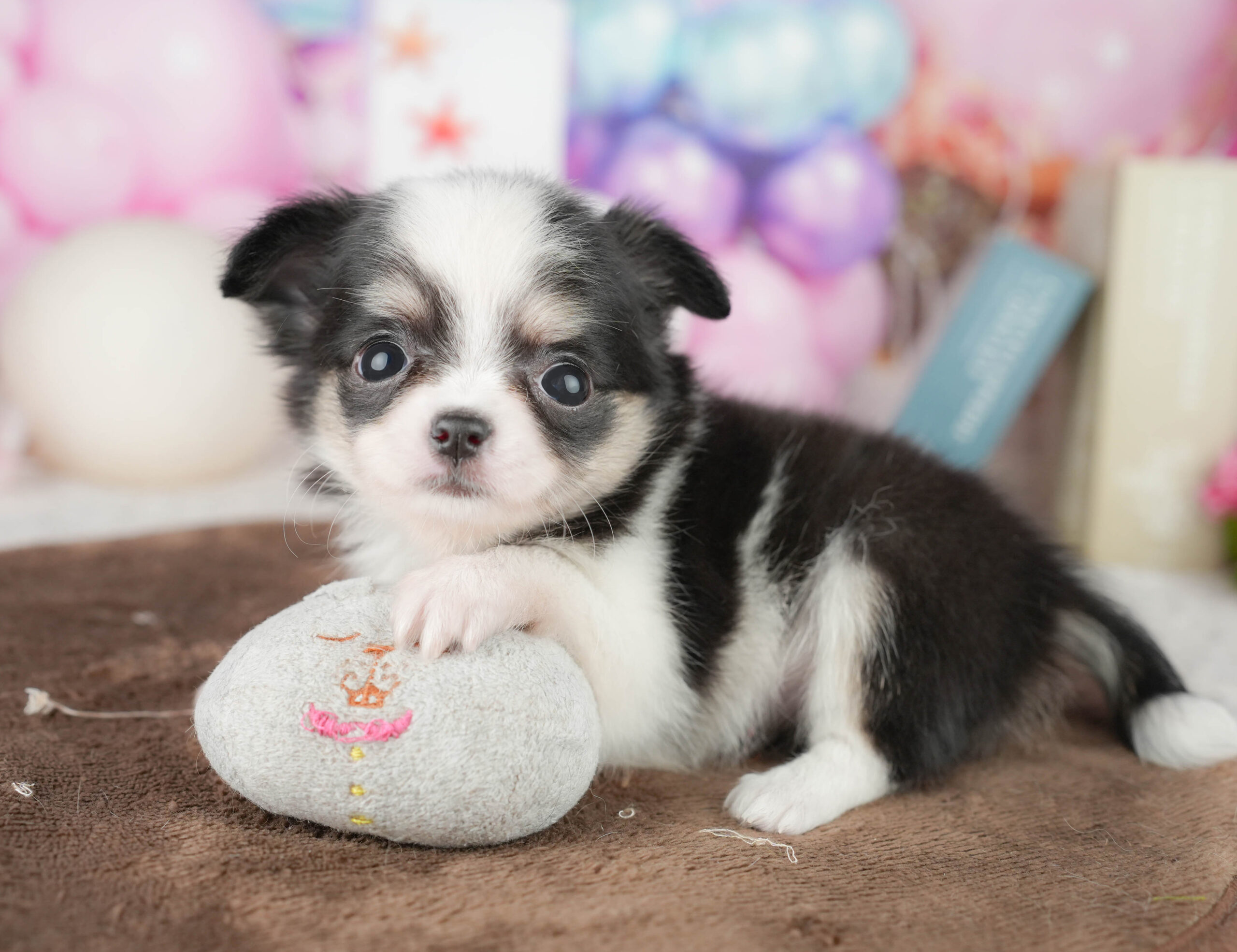 チワワ(ロング) | 女の子 | ブラックタン＆ホワイト | 2026年1月18日