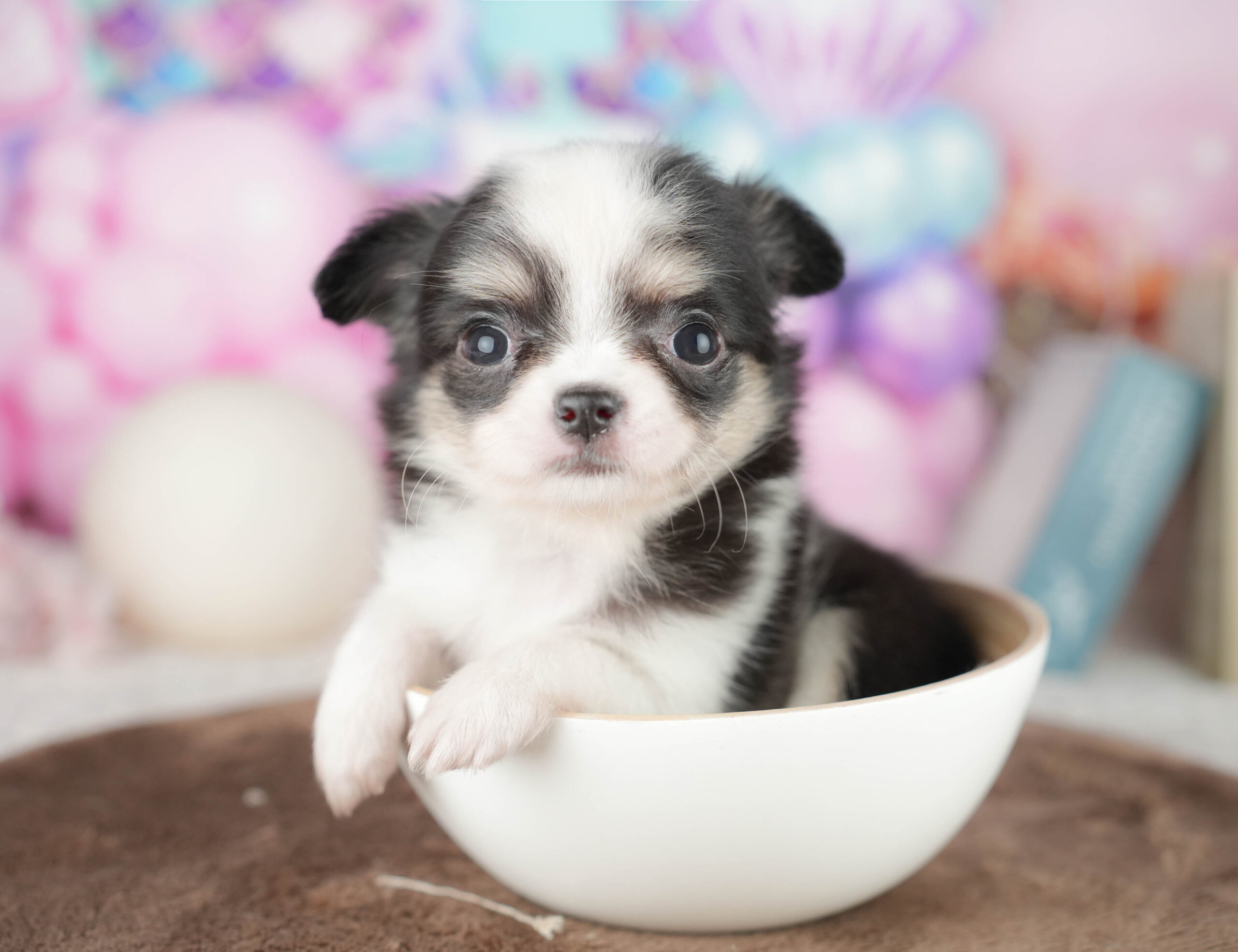 チワワ(ロング) | 女の子 | ブラックタン＆ホワイト | 2026年1月18日