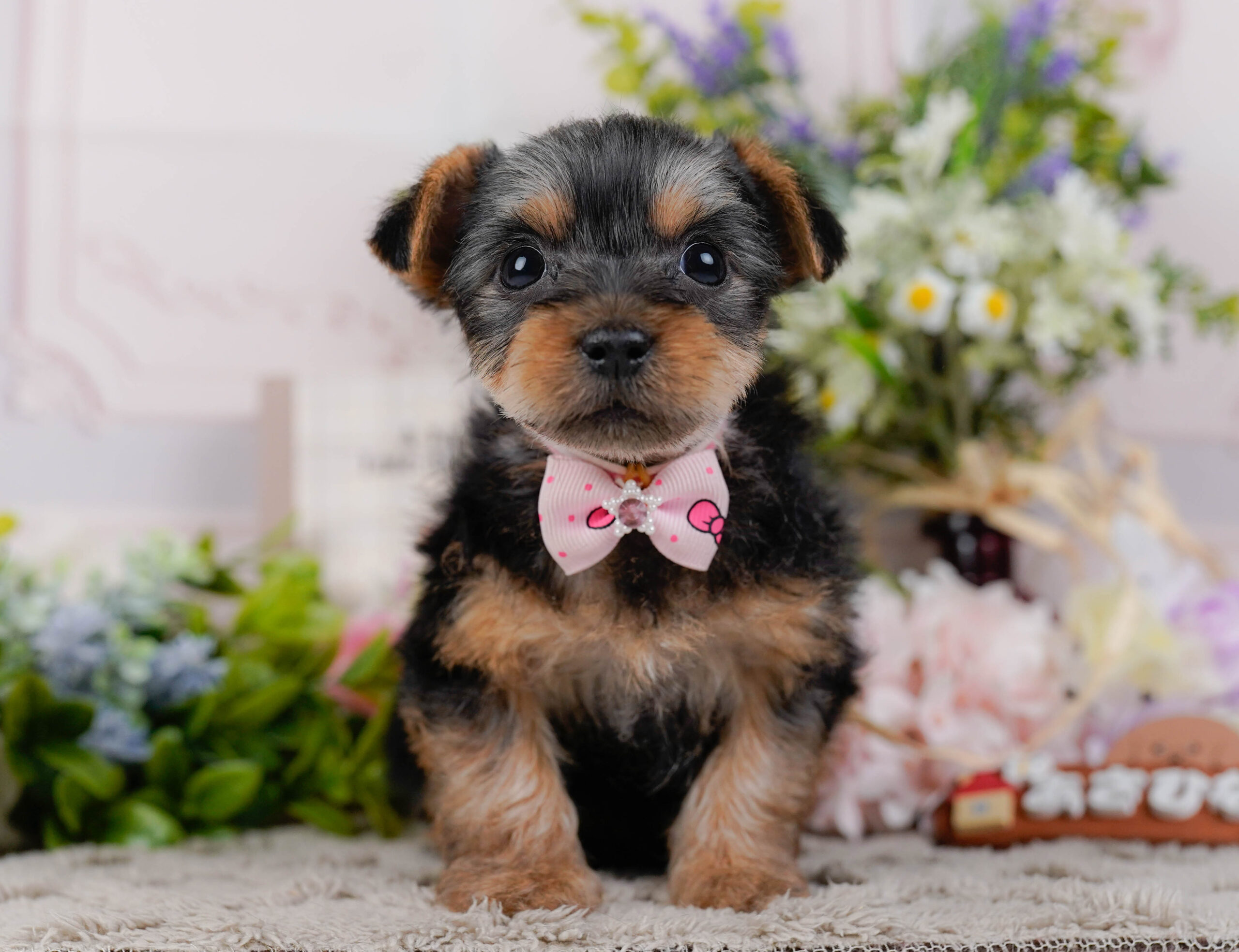 ヨークシャー・テリア | 女の子 | スティールブルー＆タン | 2026年1月18日