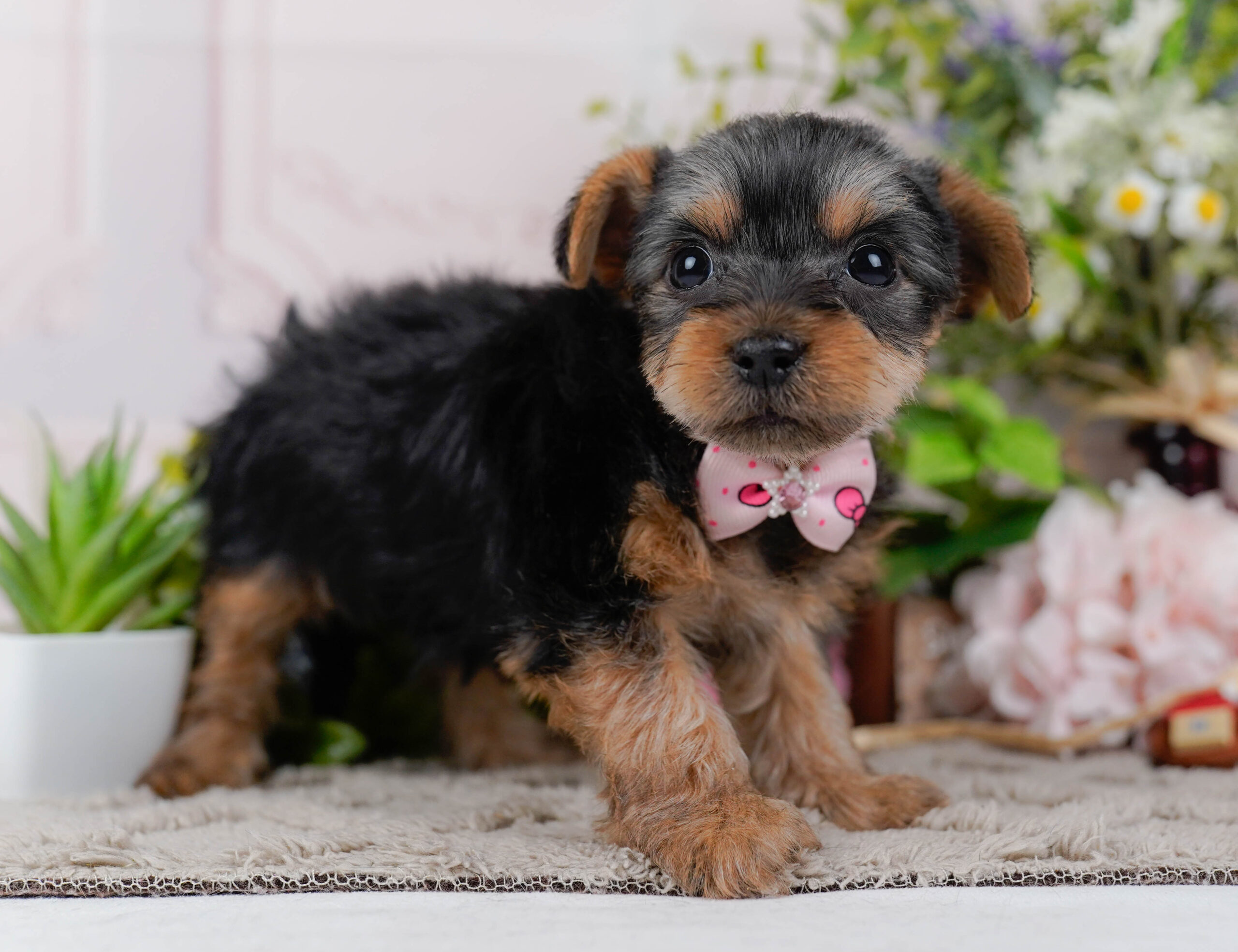 ヨークシャー・テリア | 女の子 | スティールブルー＆タン | 2026年1月18日