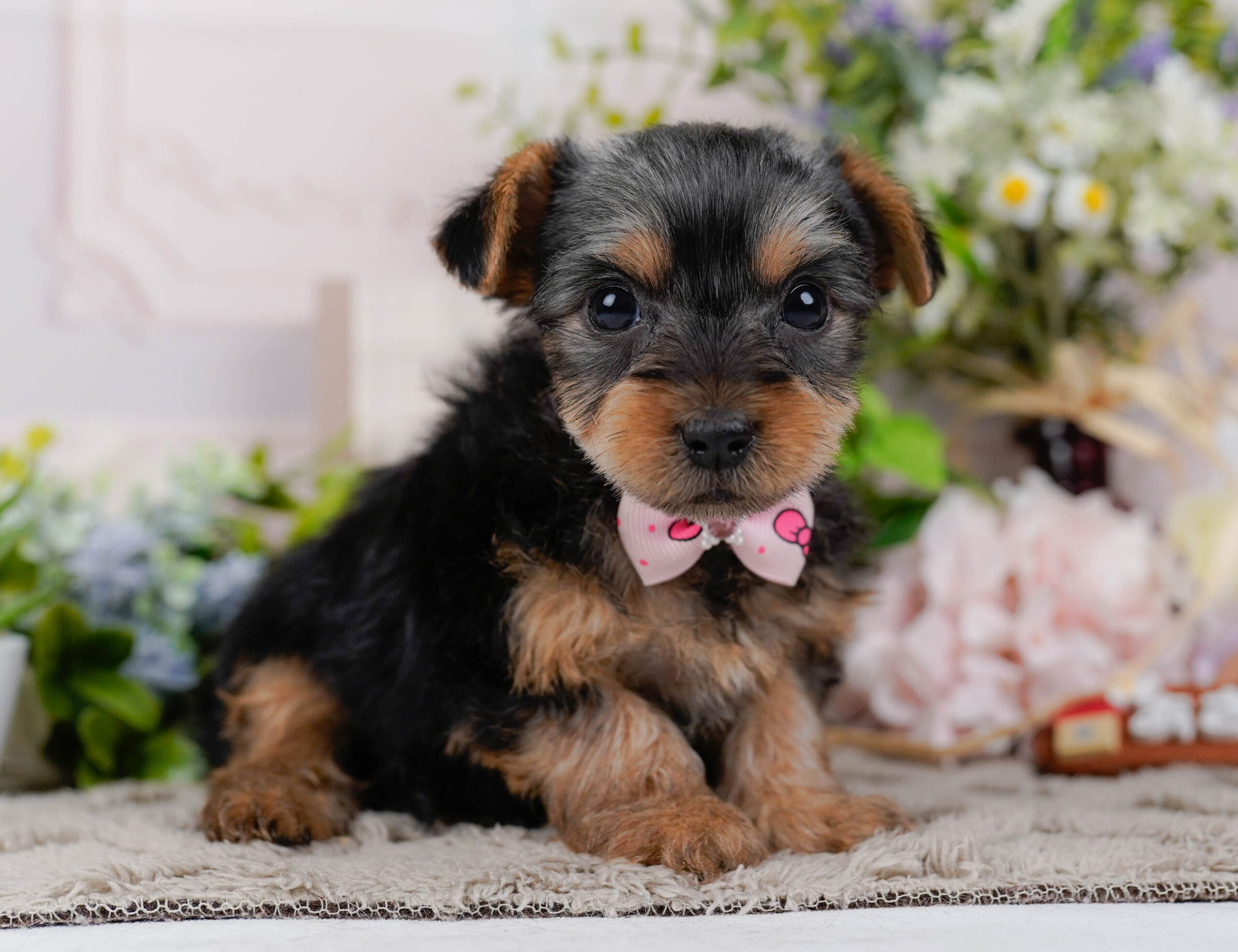 ヨークシャー・テリア | 女の子 | スティールブルー＆タン | 2026年1月18日