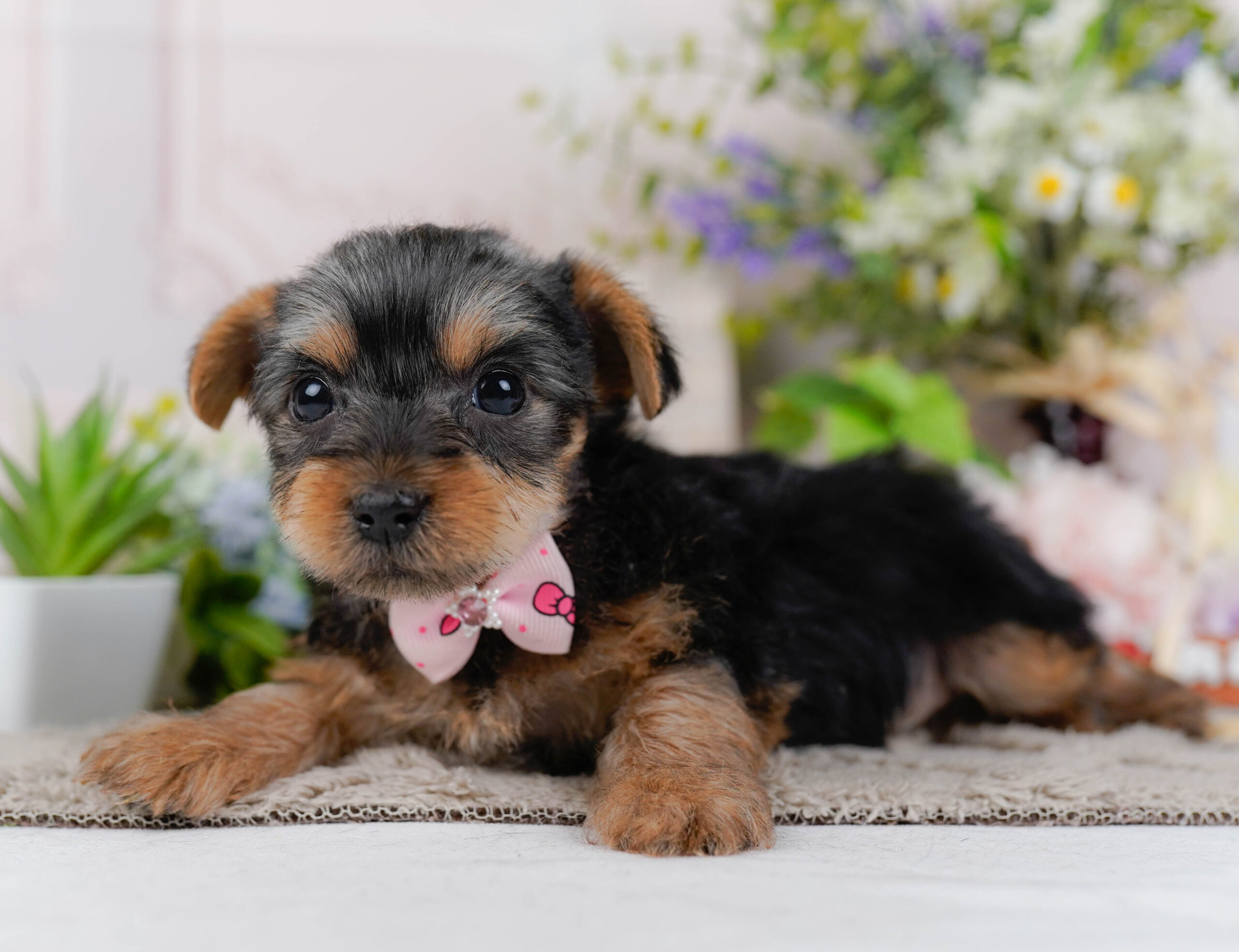 ヨークシャー・テリア | 女の子 | スティールブルー＆タン | 2026年1月18日