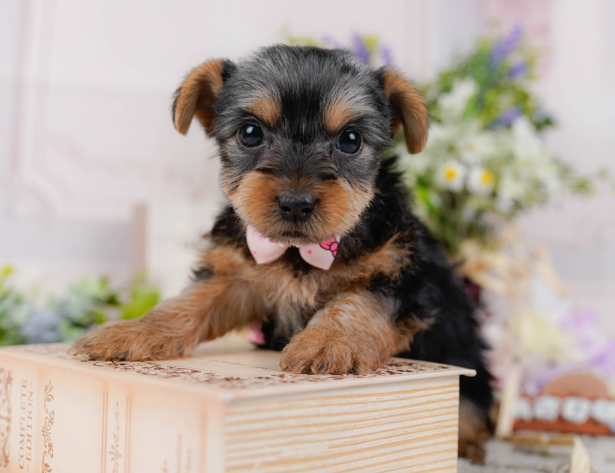 ヨークシャー・テリア | 女の子 | スティールブルー＆タン | 2026年1月18日