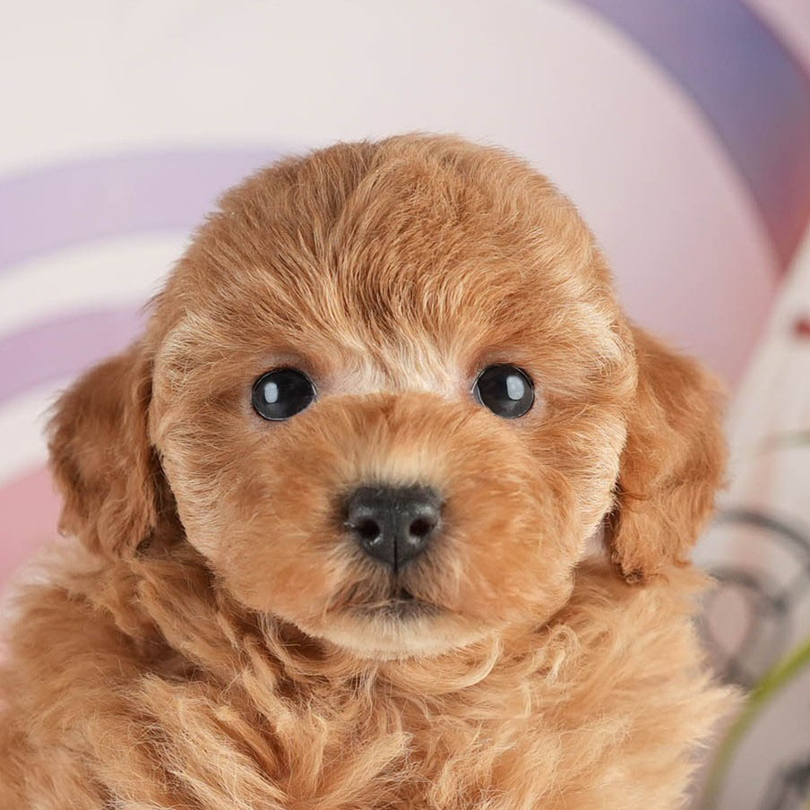 トイ・プードル | 女の子 | アプリコット | 2026年1月18日