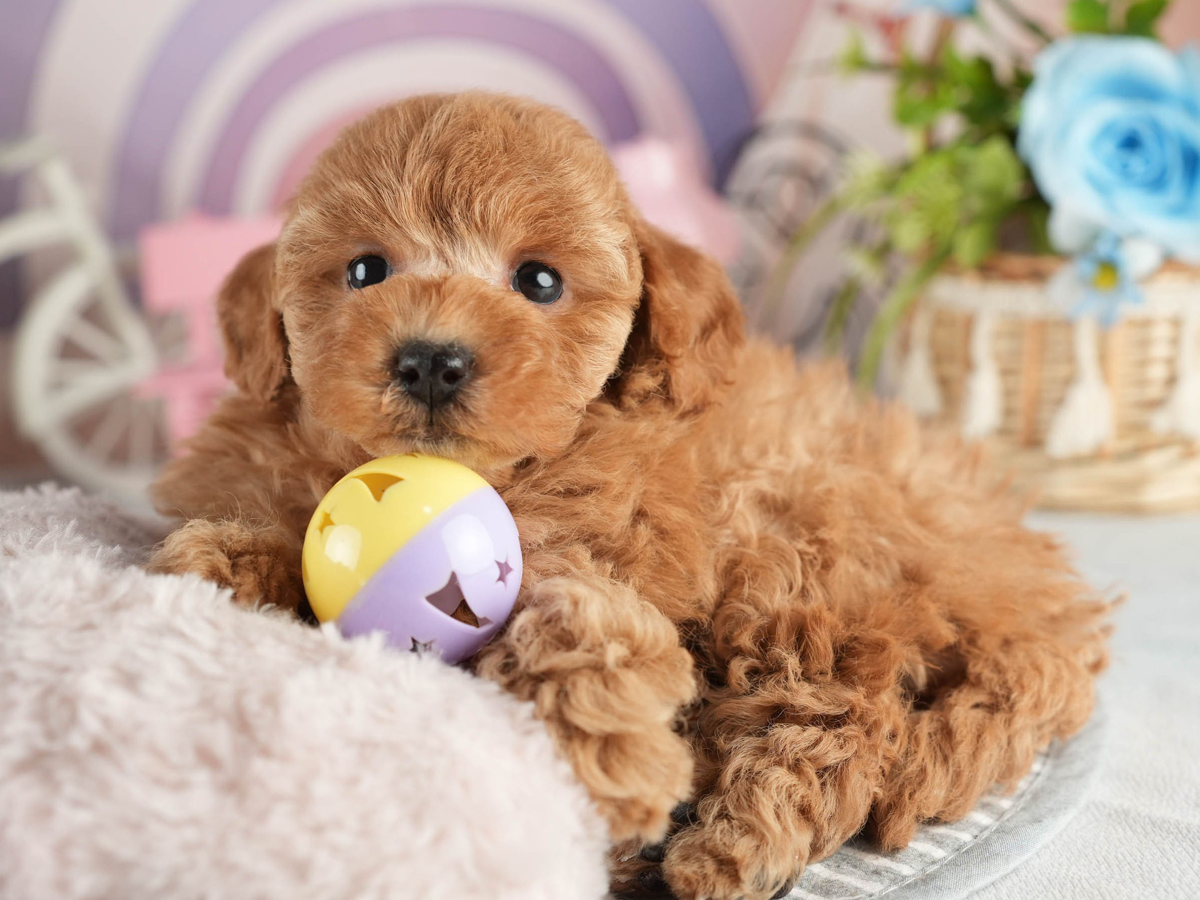 トイ・プードル | 女の子 | アプリコット | 2026年1月18日