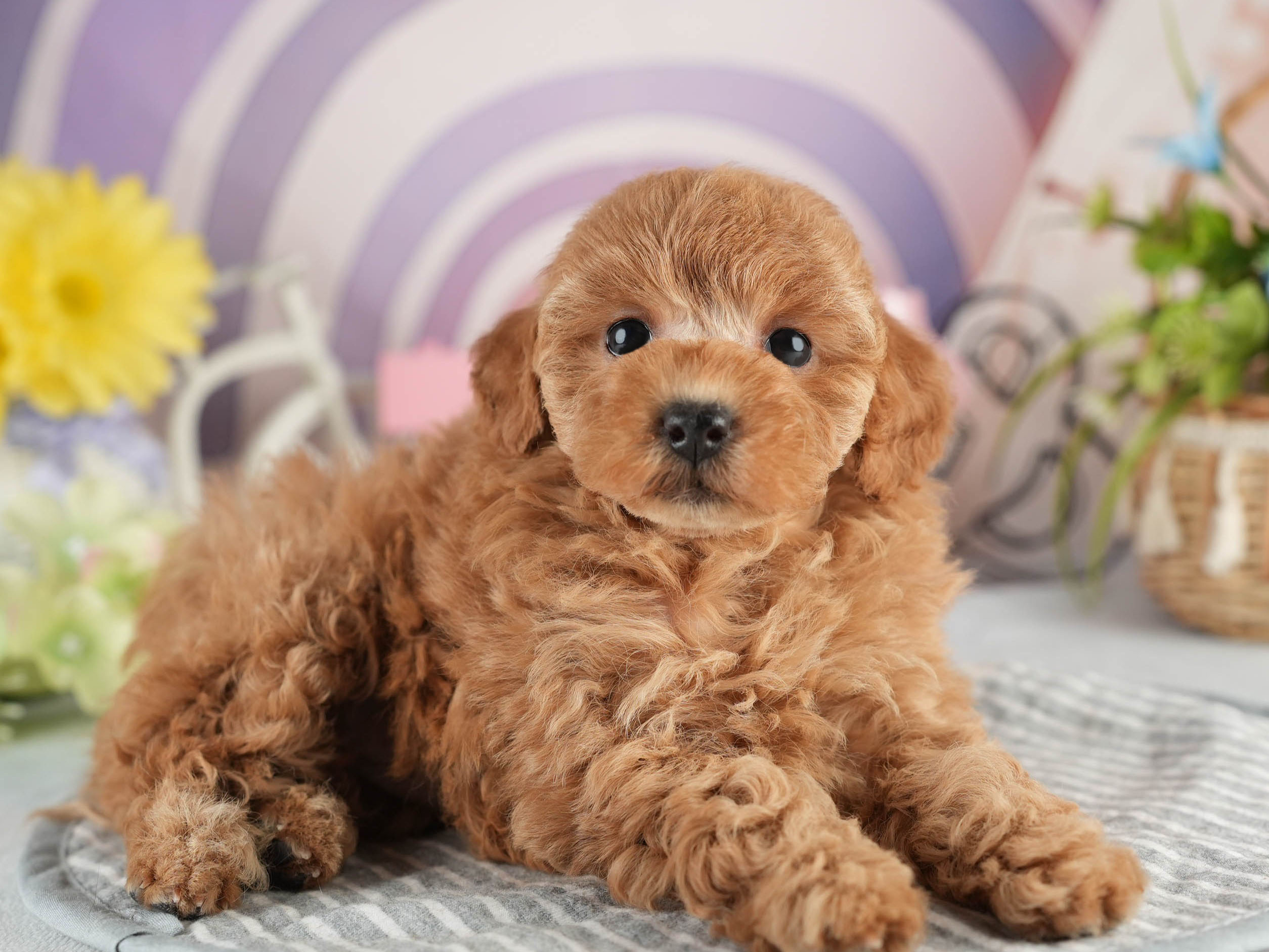 トイ・プードル | 女の子 | アプリコット | 2026年1月18日