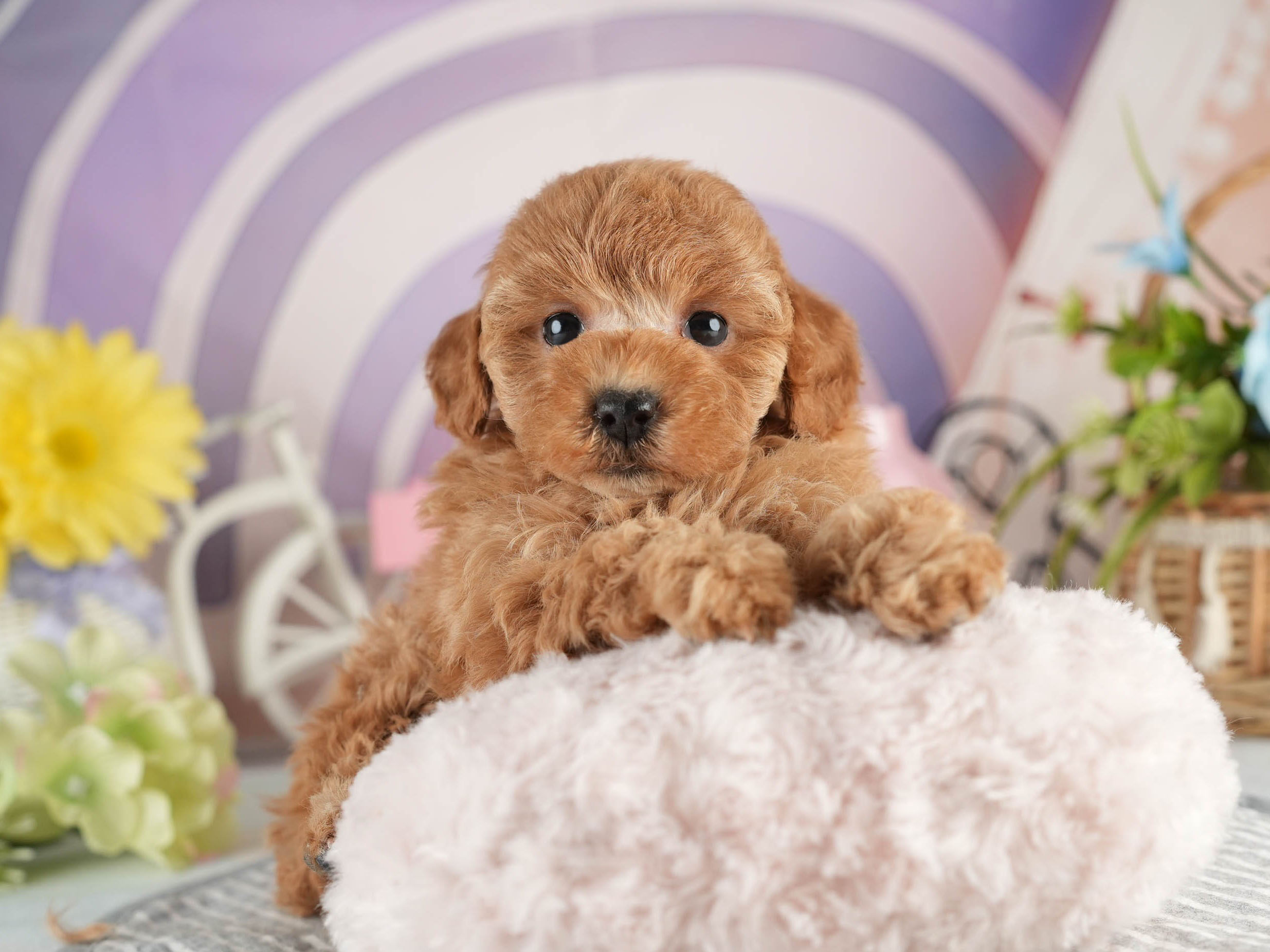 トイ・プードル | 女の子 | アプリコット | 2026年1月18日