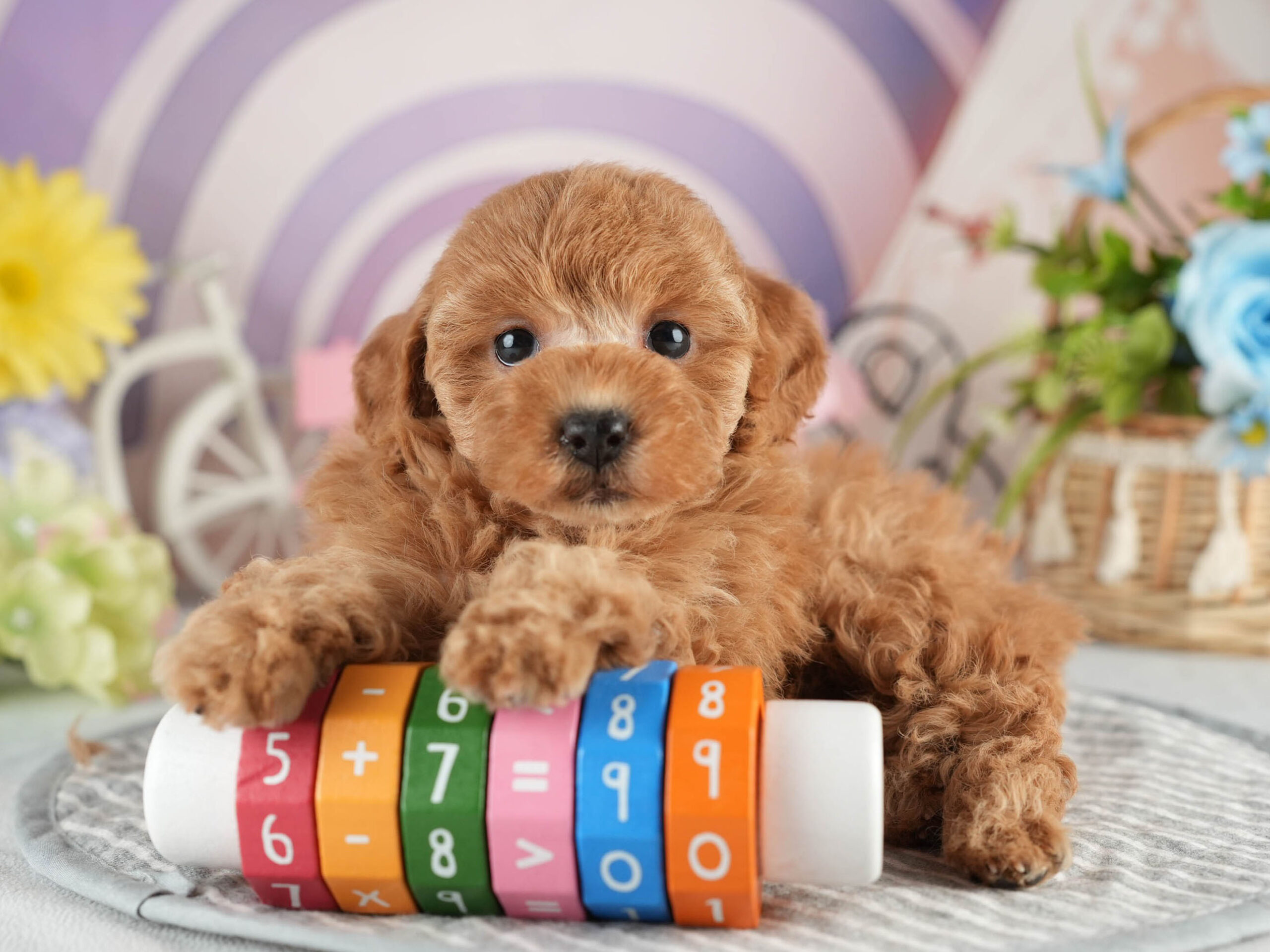 トイ・プードル | 女の子 | アプリコット | 2026年1月18日