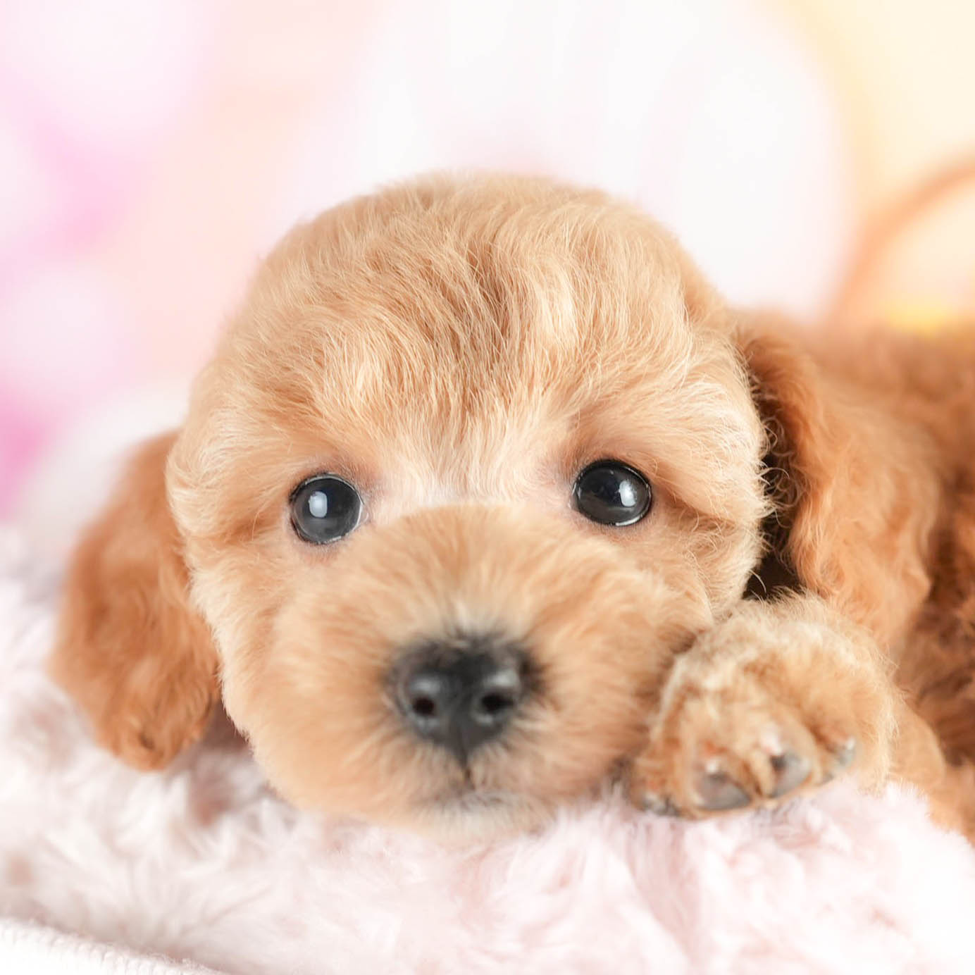 トイ・プードル | 男の子 | アプリコット | 2026年1月18日