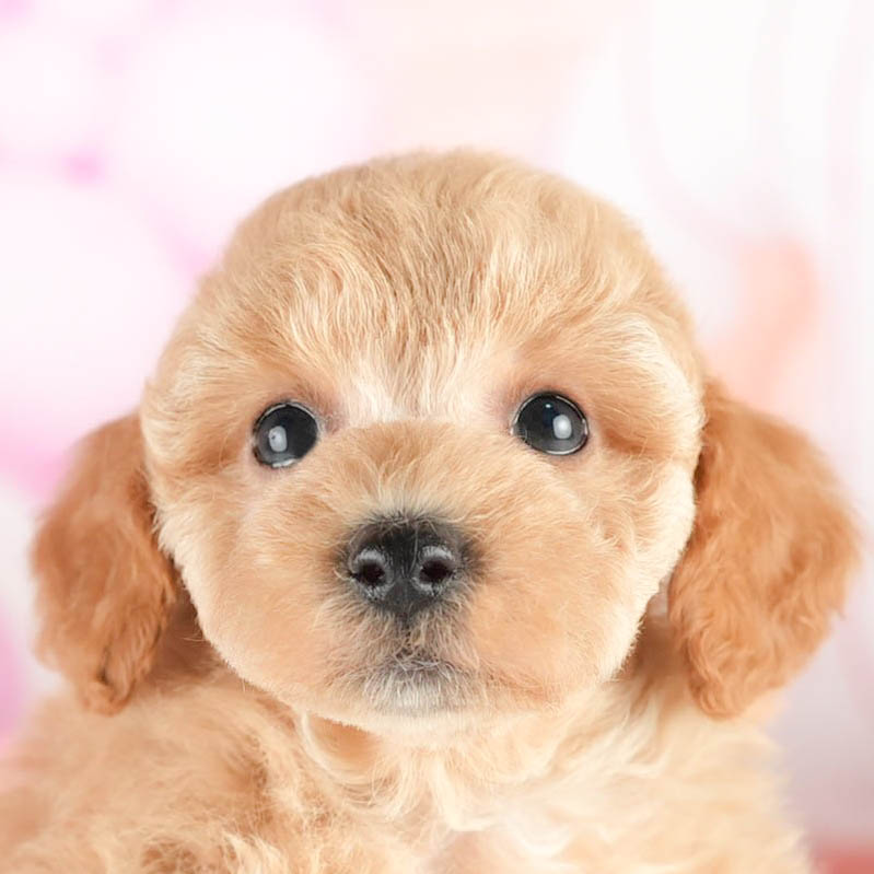 トイ・プードル | 男の子 | アプリコット | 2026年1月18日