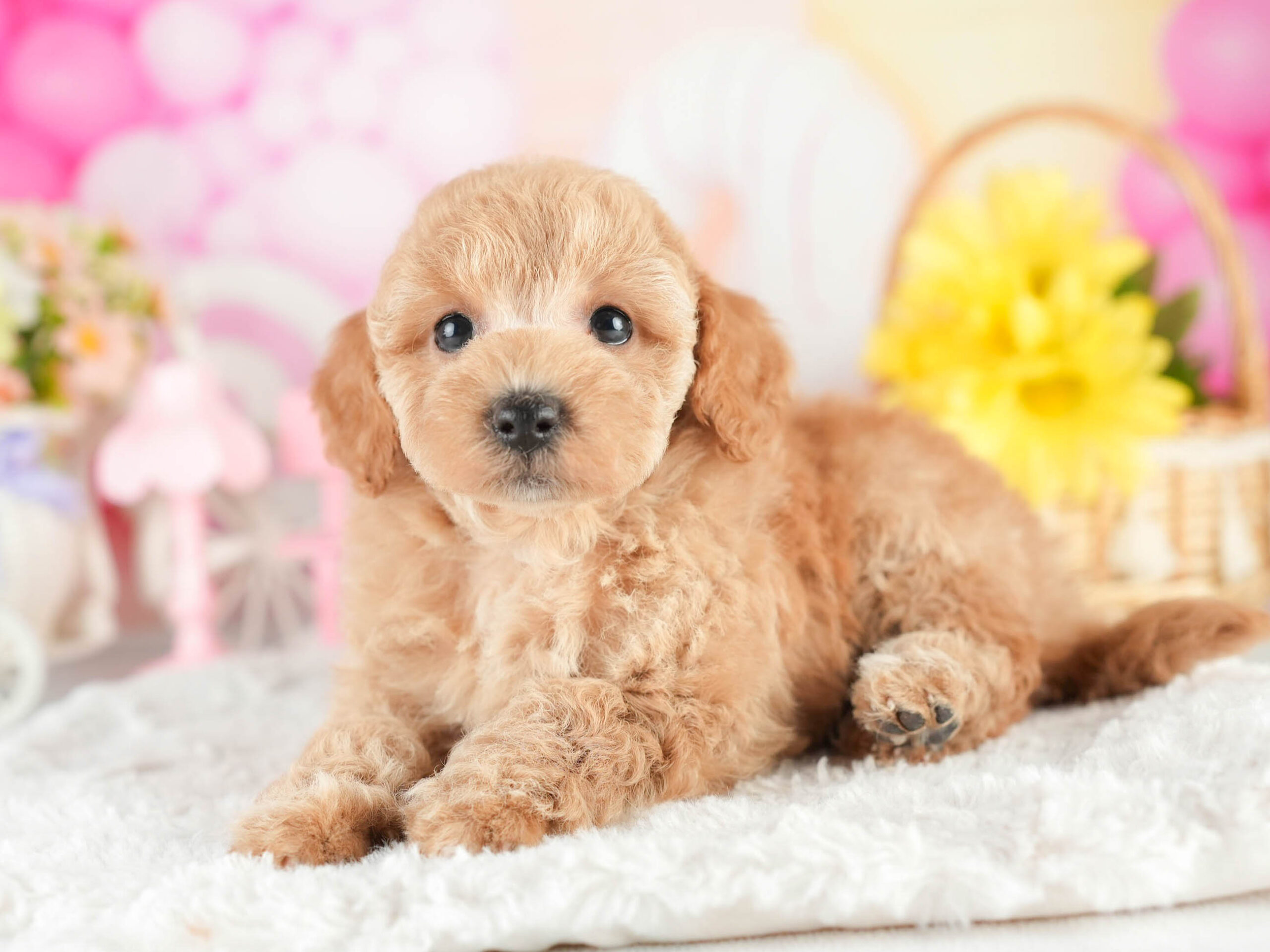 トイ・プードル | 男の子 | アプリコット | 2026年1月18日