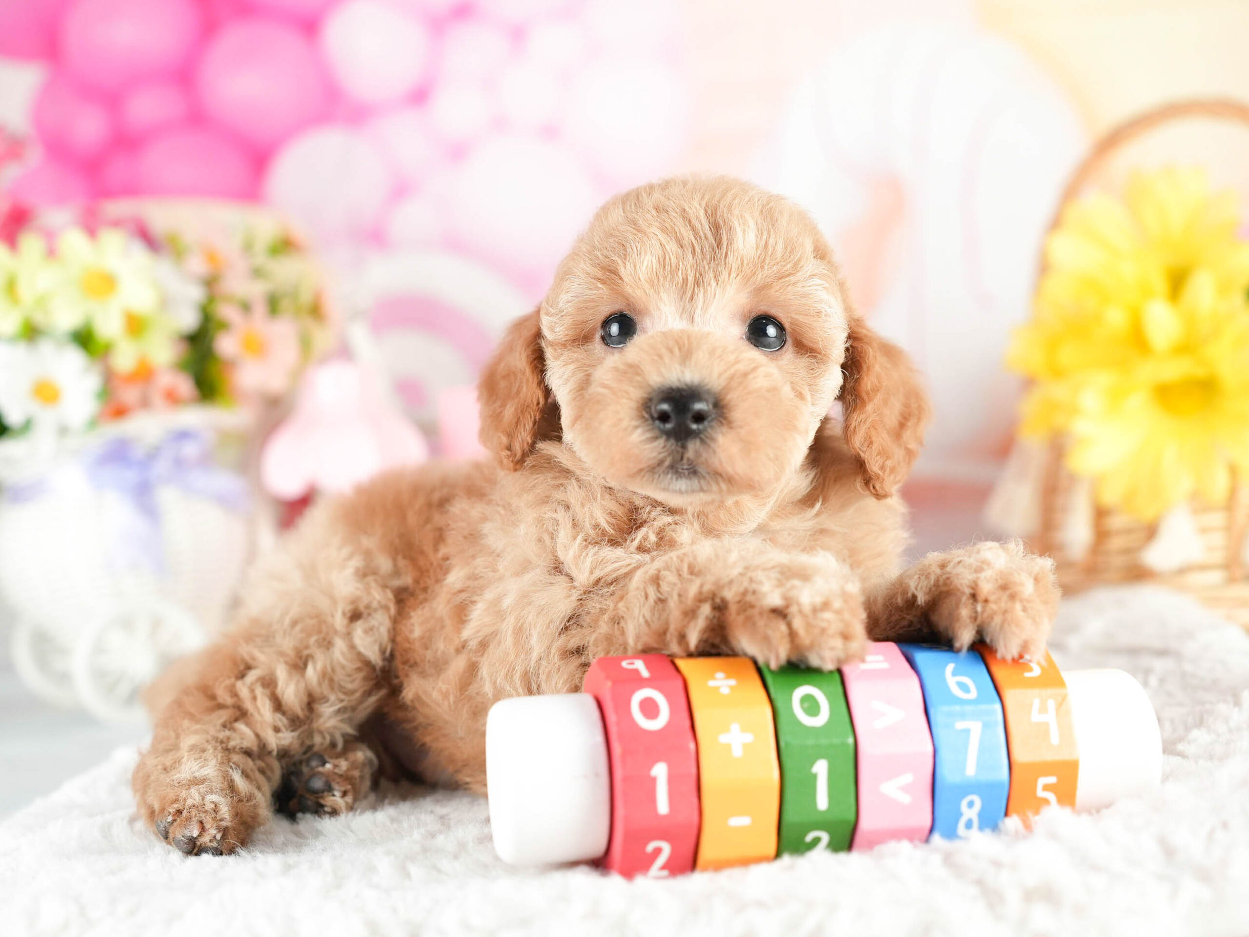 トイ・プードル | 男の子 | アプリコット | 2026年1月18日