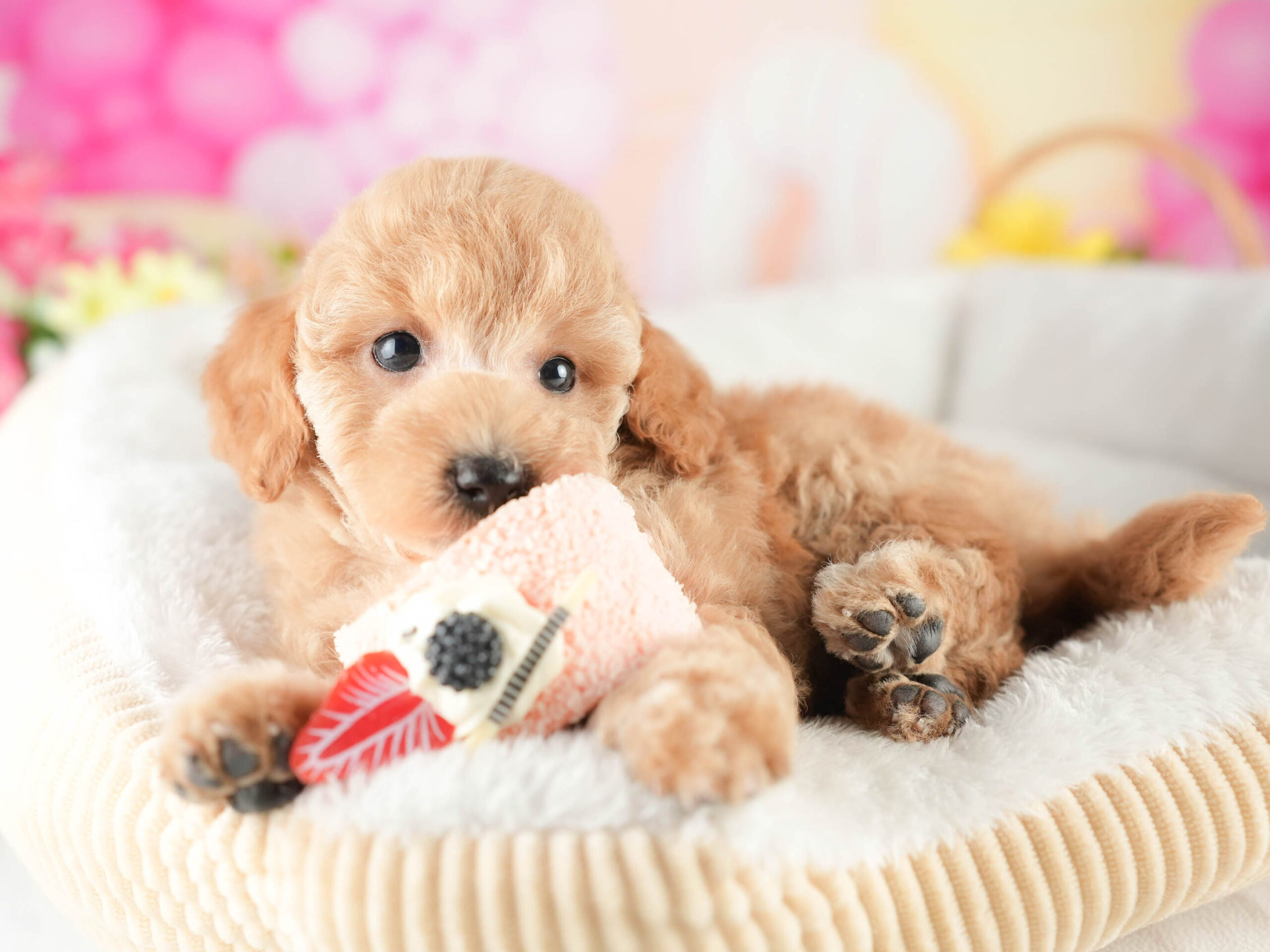 トイ・プードル | 男の子 | アプリコット | 2026年1月18日