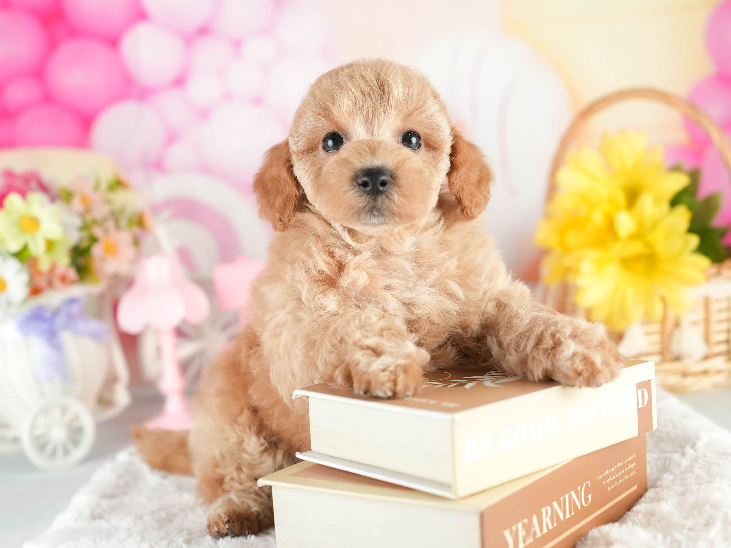 トイ・プードル | 男の子 | アプリコット | 2026年1月18日