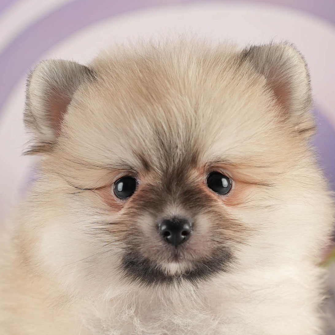 ポメラニアン | 女の子 | クリーム | 2026年1月18日