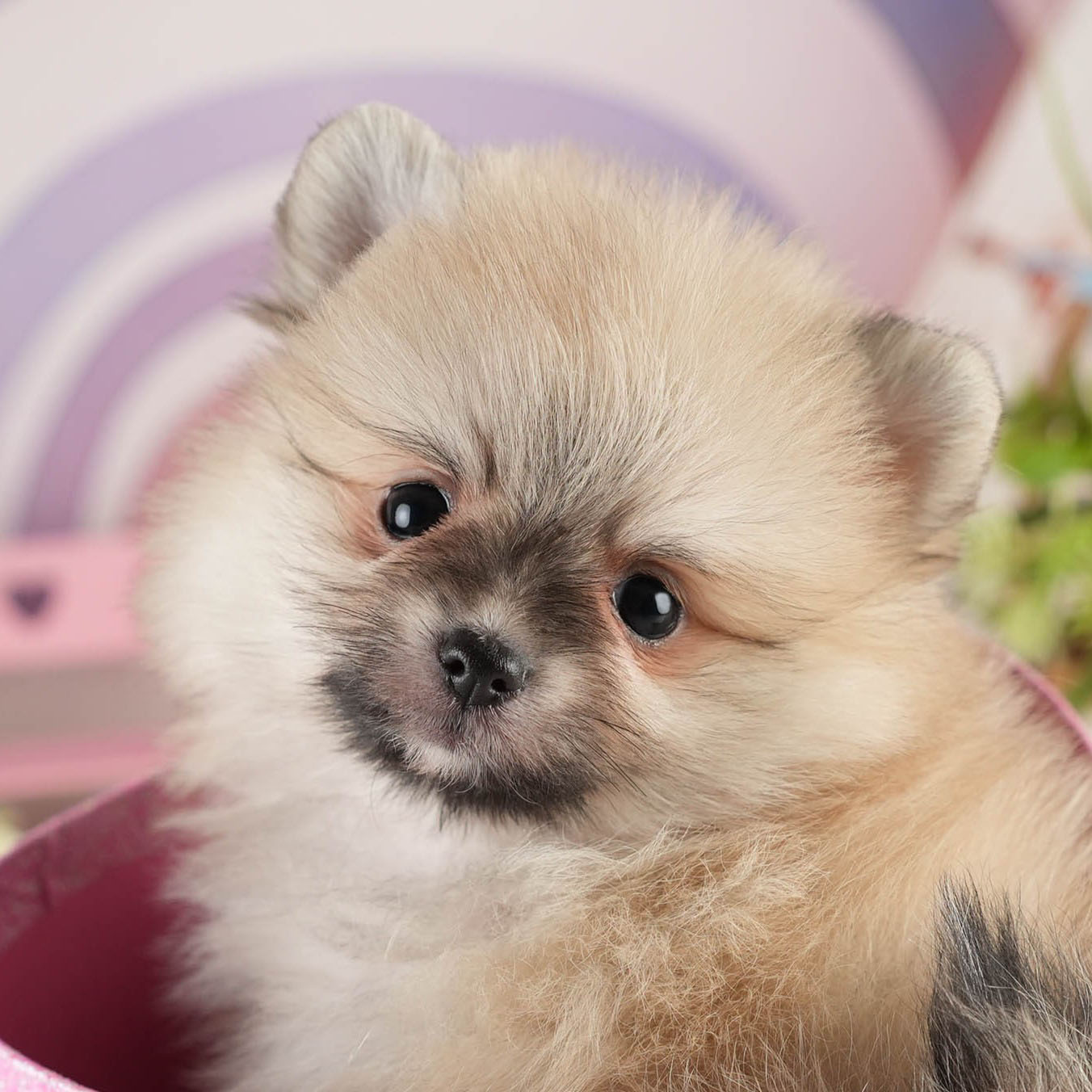 ポメラニアン | 女の子 | クリーム | 2026年1月18日