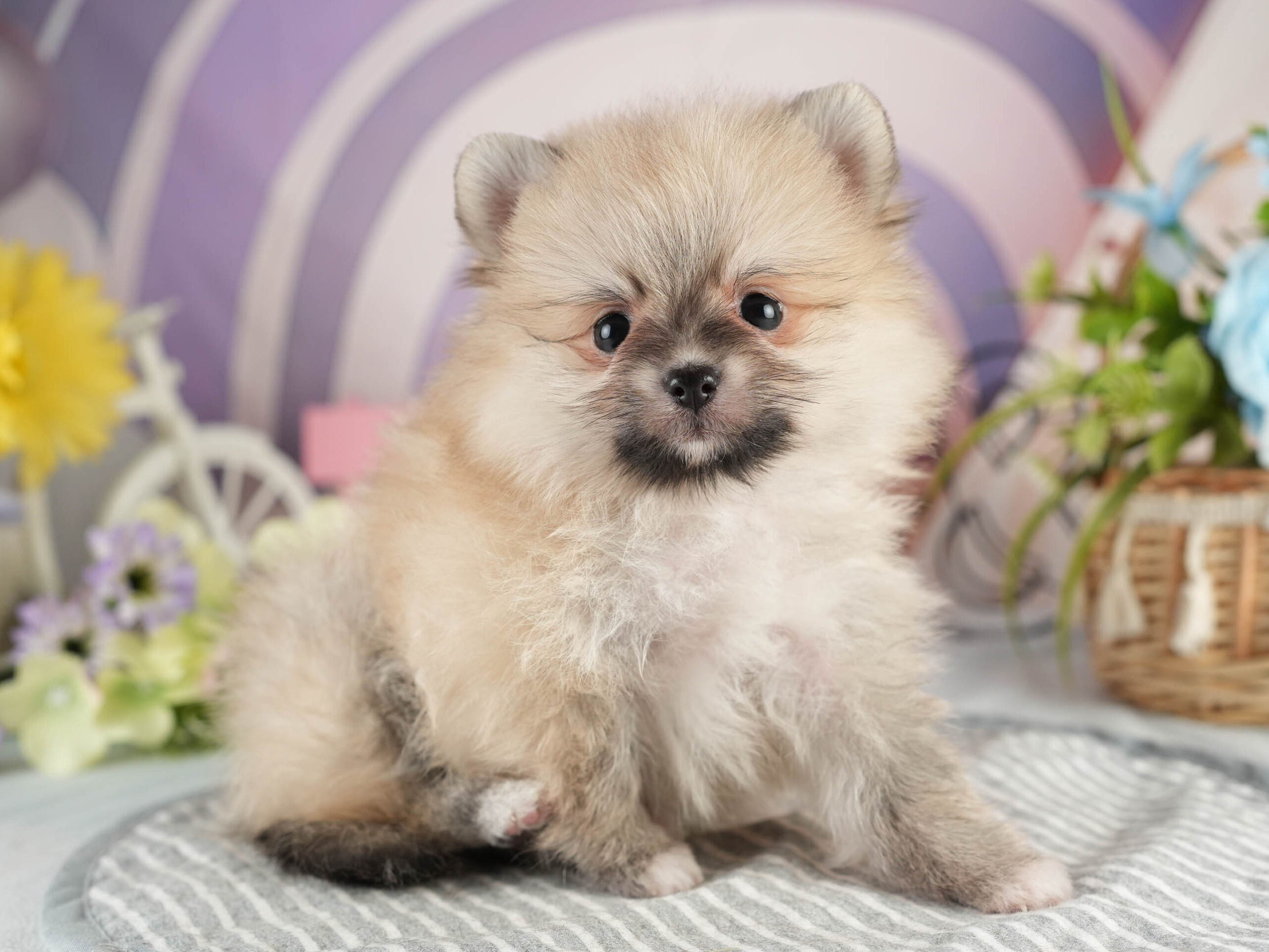 ポメラニアン | 女の子 | クリーム | 2026年1月18日