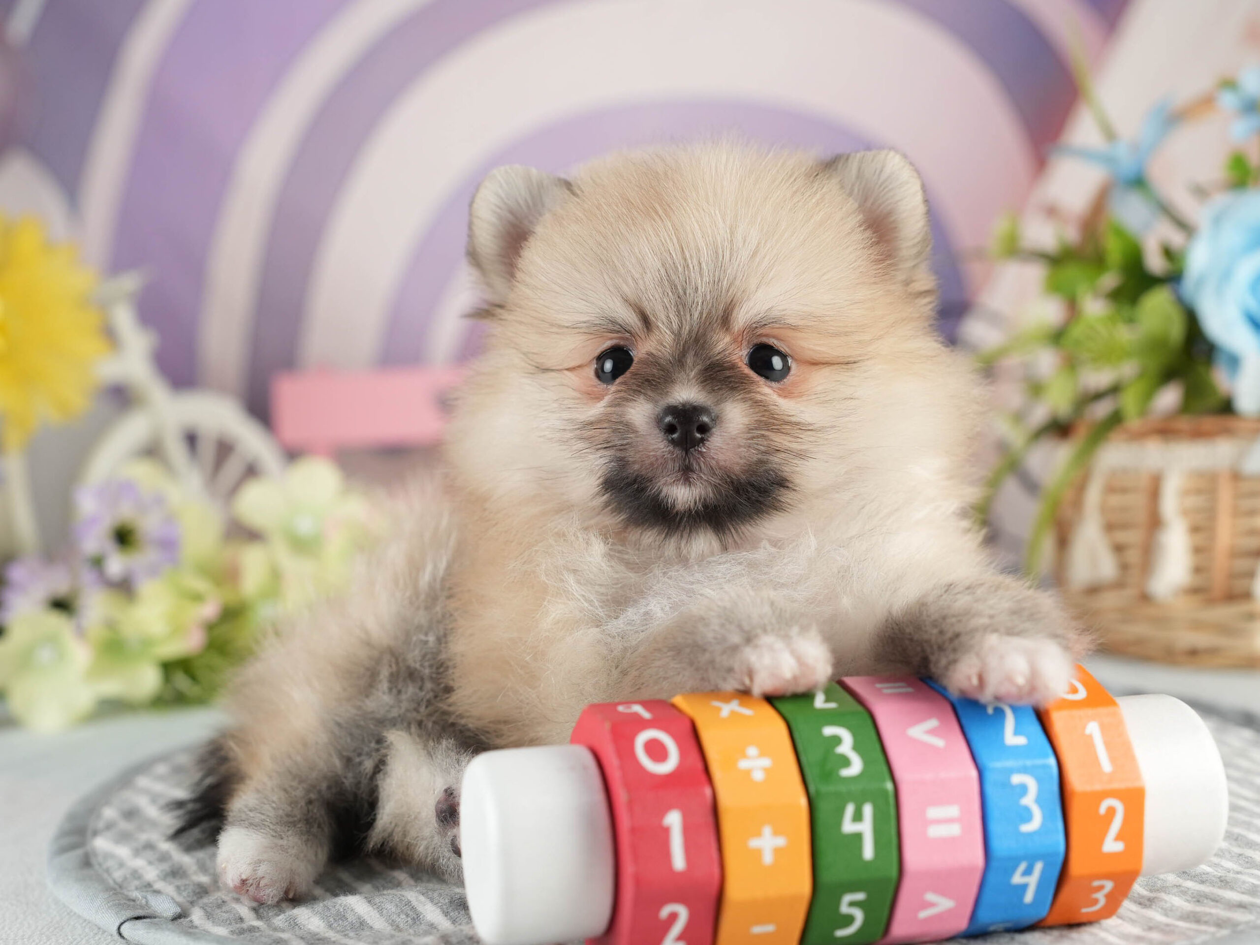 ポメラニアン | 女の子 | クリーム | 2026年1月18日