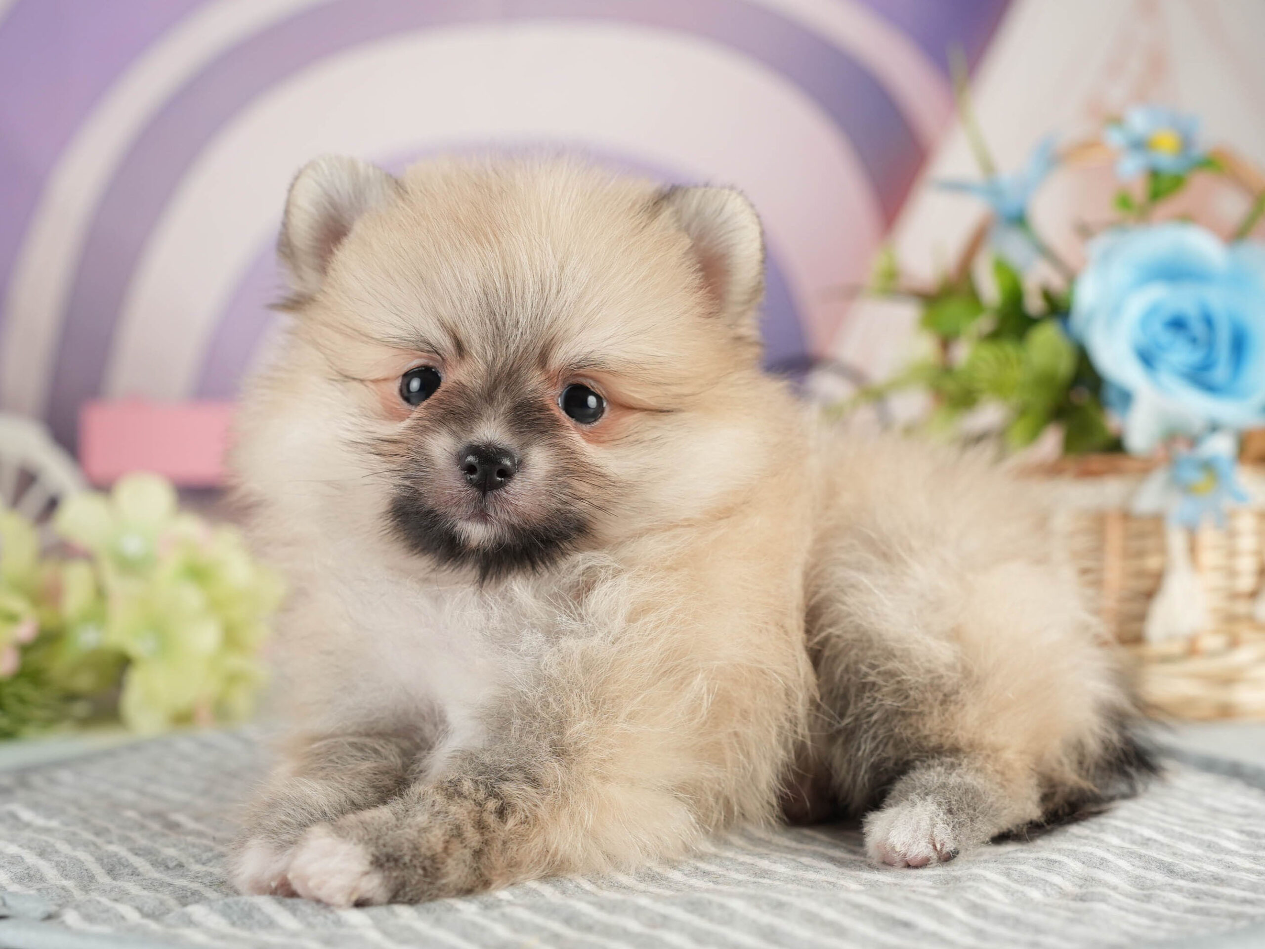 ポメラニアン | 女の子 | クリーム | 2026年1月18日