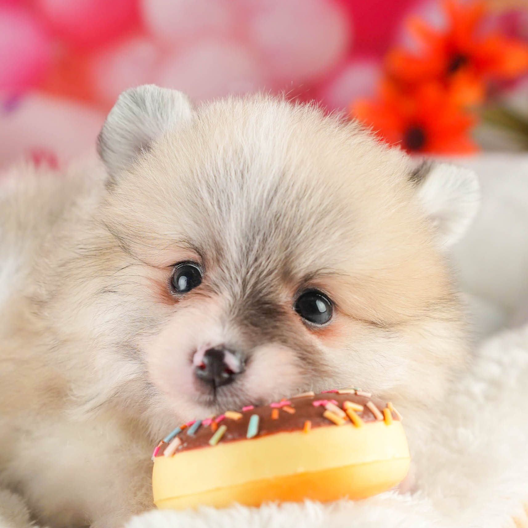 ポメラニアン | 男の子 | パーティー | 2026年1月18日