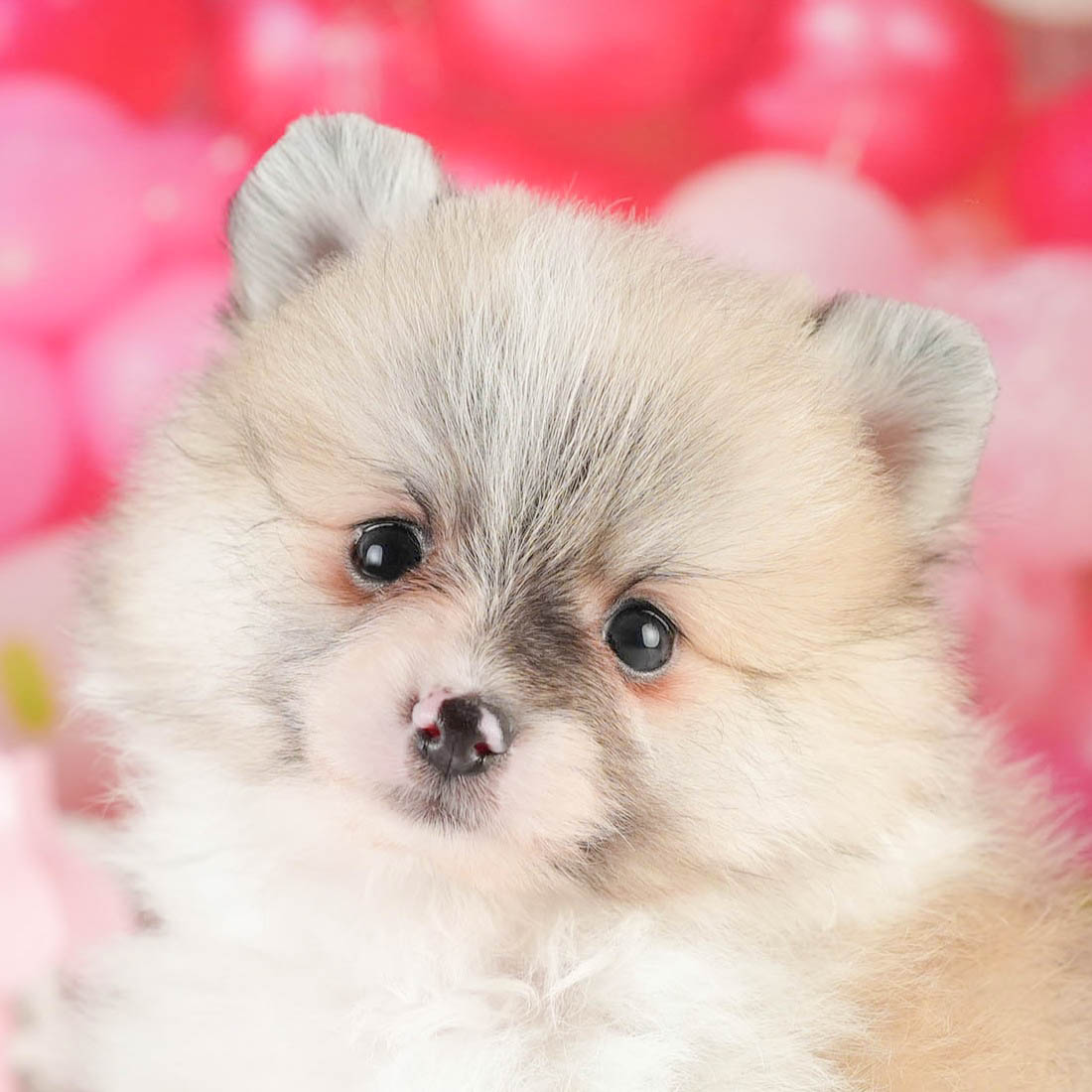 ポメラニアン | 男の子 | パーティー | 2026年1月18日