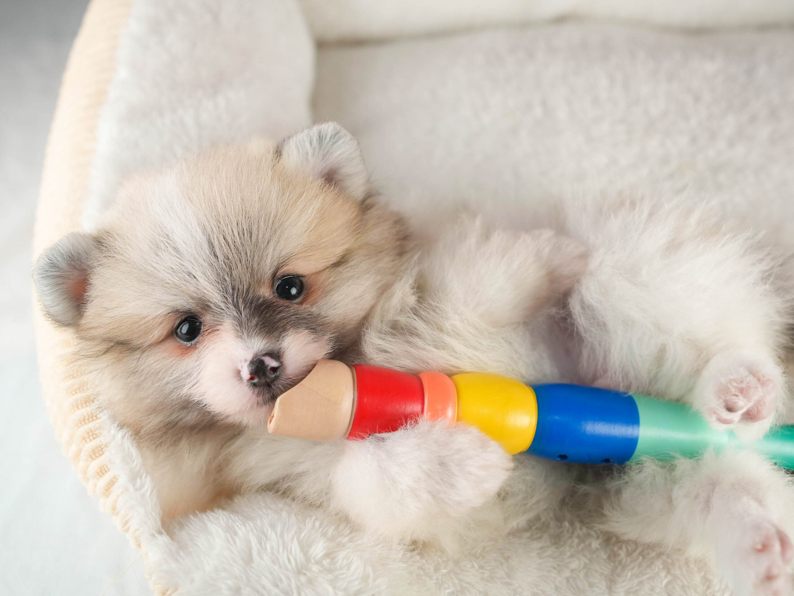 ポメラニアン | 男の子 | パーティー | 2026年1月18日