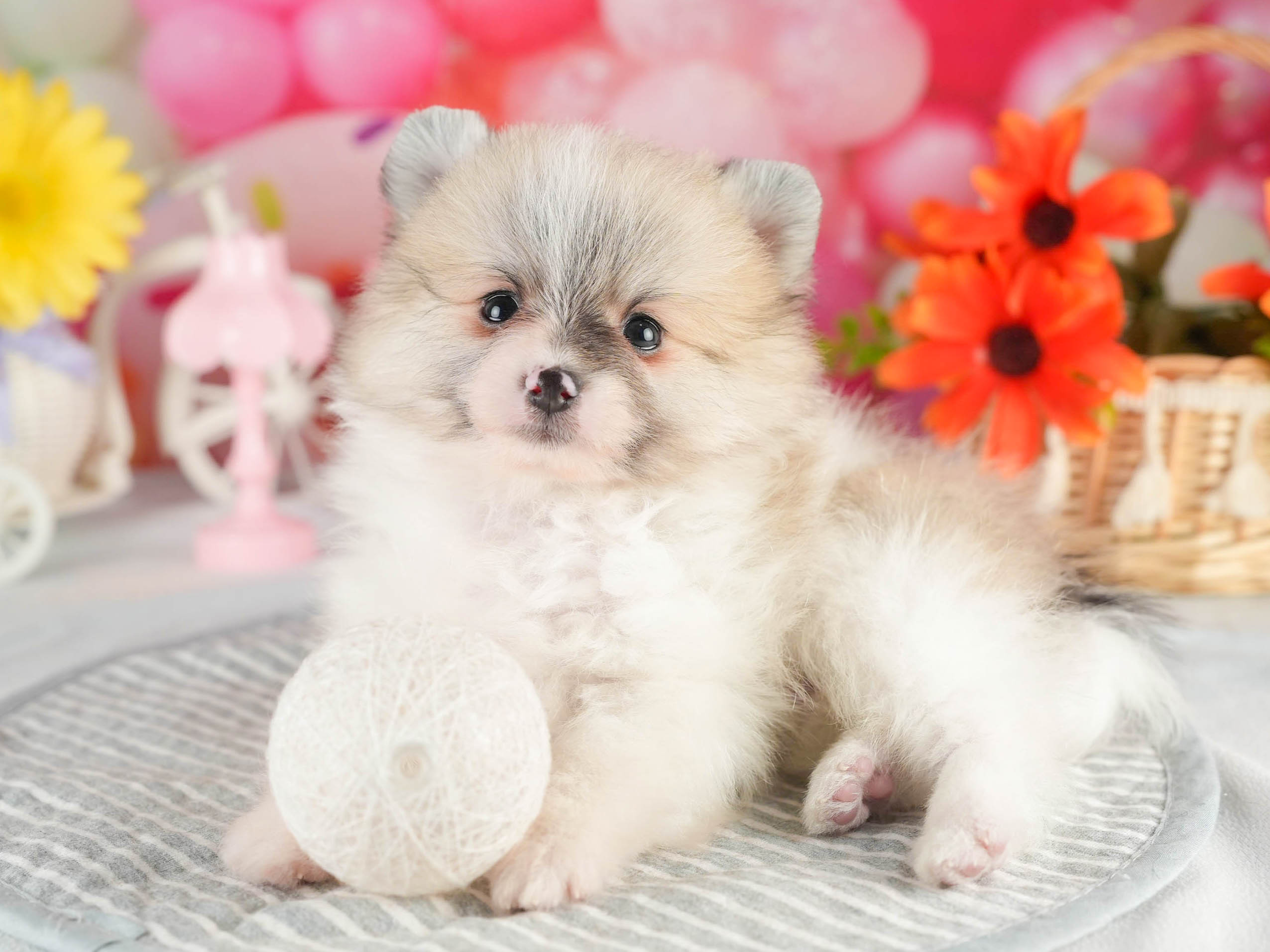 ポメラニアン | 男の子 | パーティー | 2026年1月18日