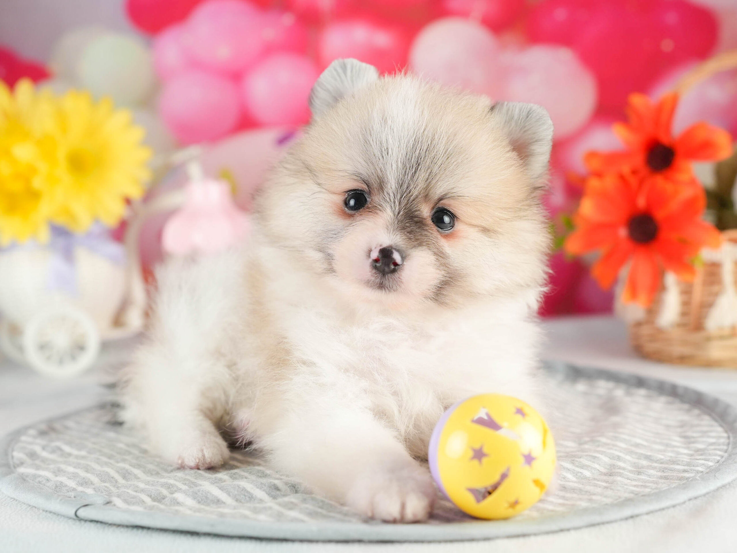 ポメラニアン | 男の子 | パーティー | 2026年1月18日