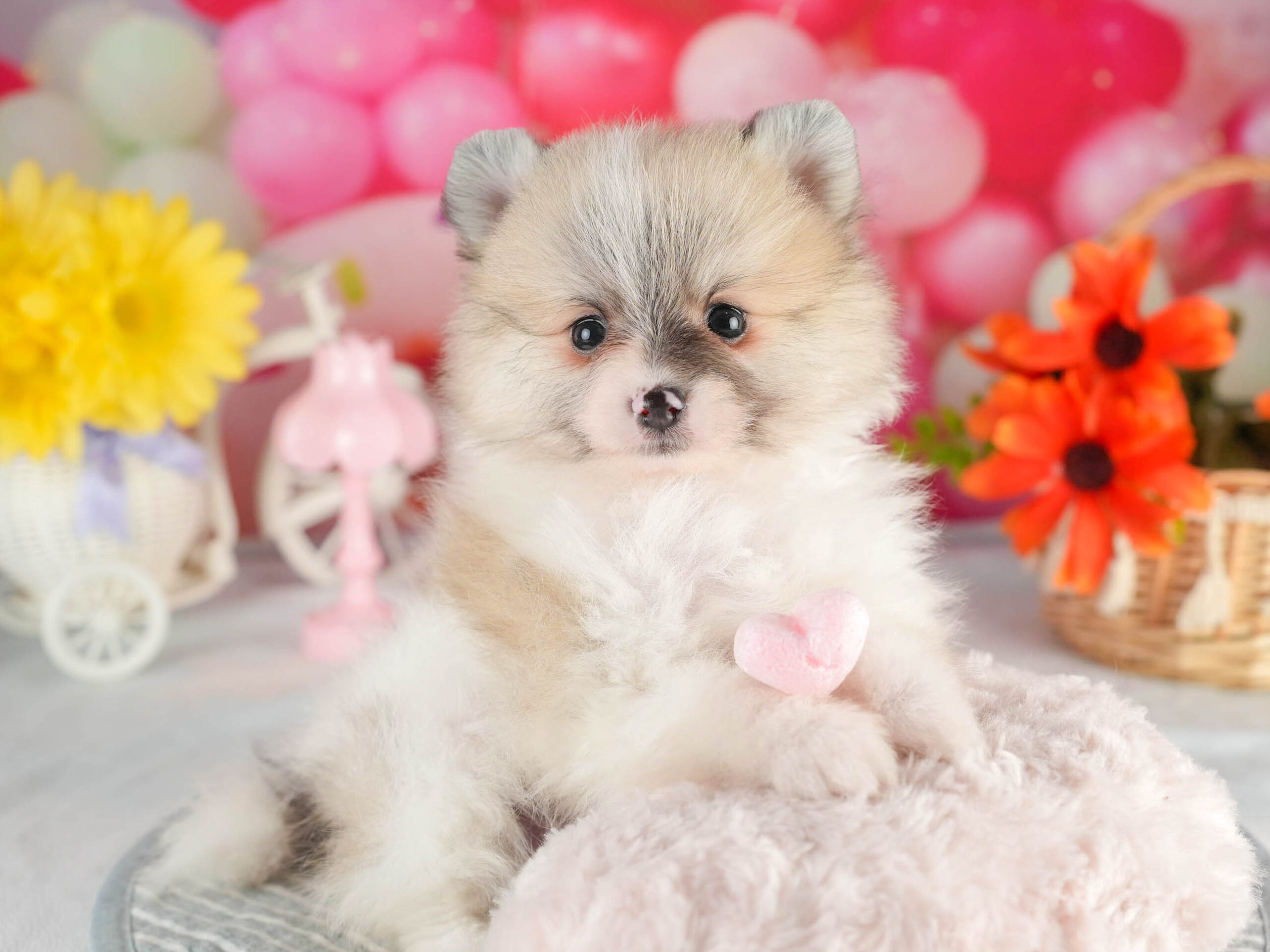 ポメラニアン | 男の子 | パーティー | 2026年1月18日