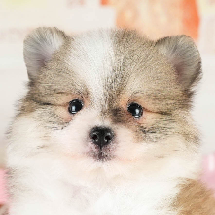 ポメラニアン | 男の子 | パーティー | 2026年1月18日