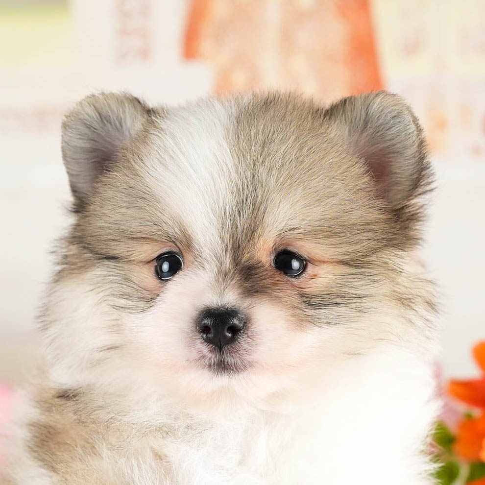 ポメラニアン | 男の子 | パーティー | 2026年1月18日