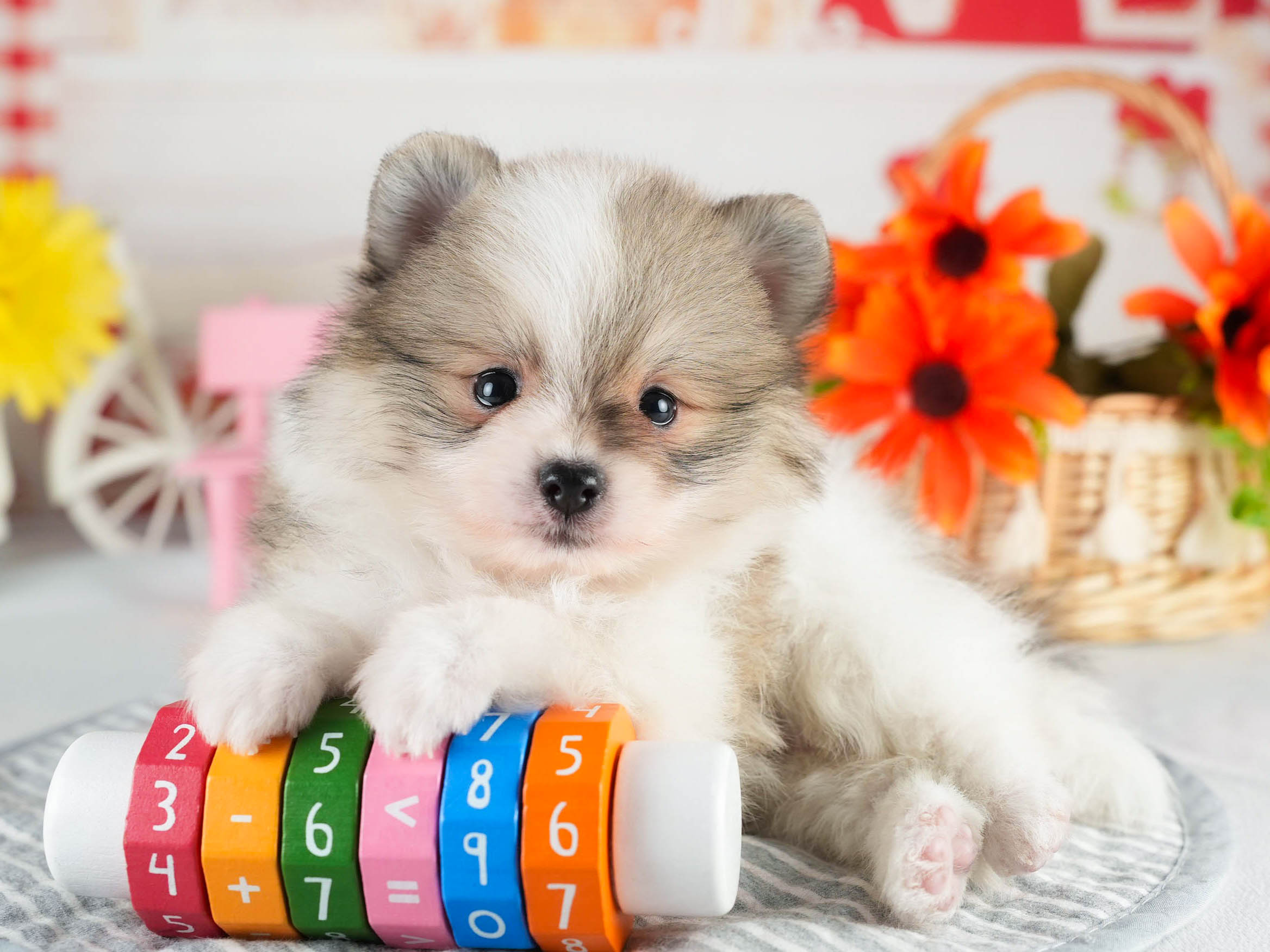 ポメラニアン | 男の子 | パーティー | 2026年1月18日