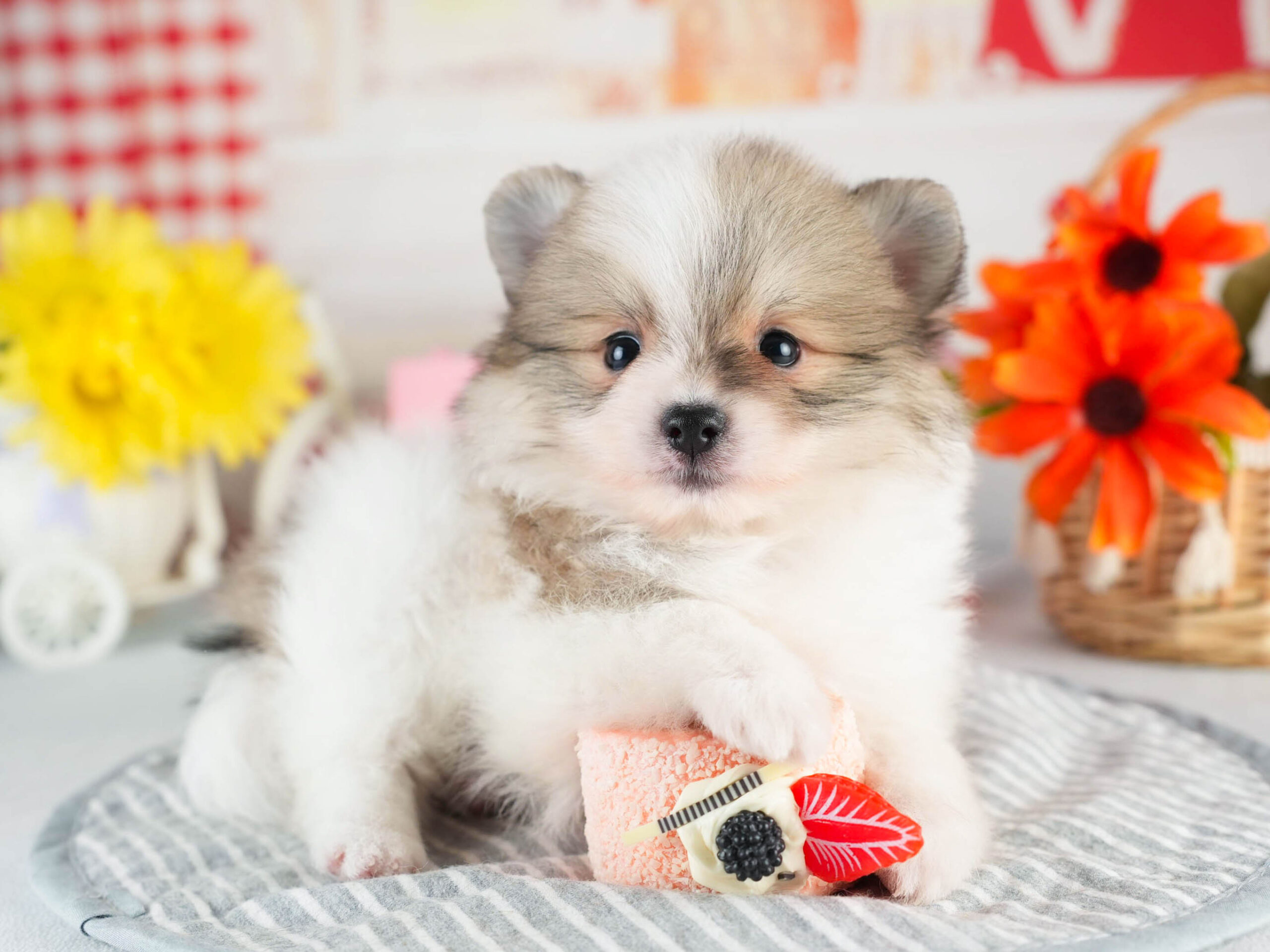 ポメラニアン | 男の子 | パーティー | 2026年1月18日